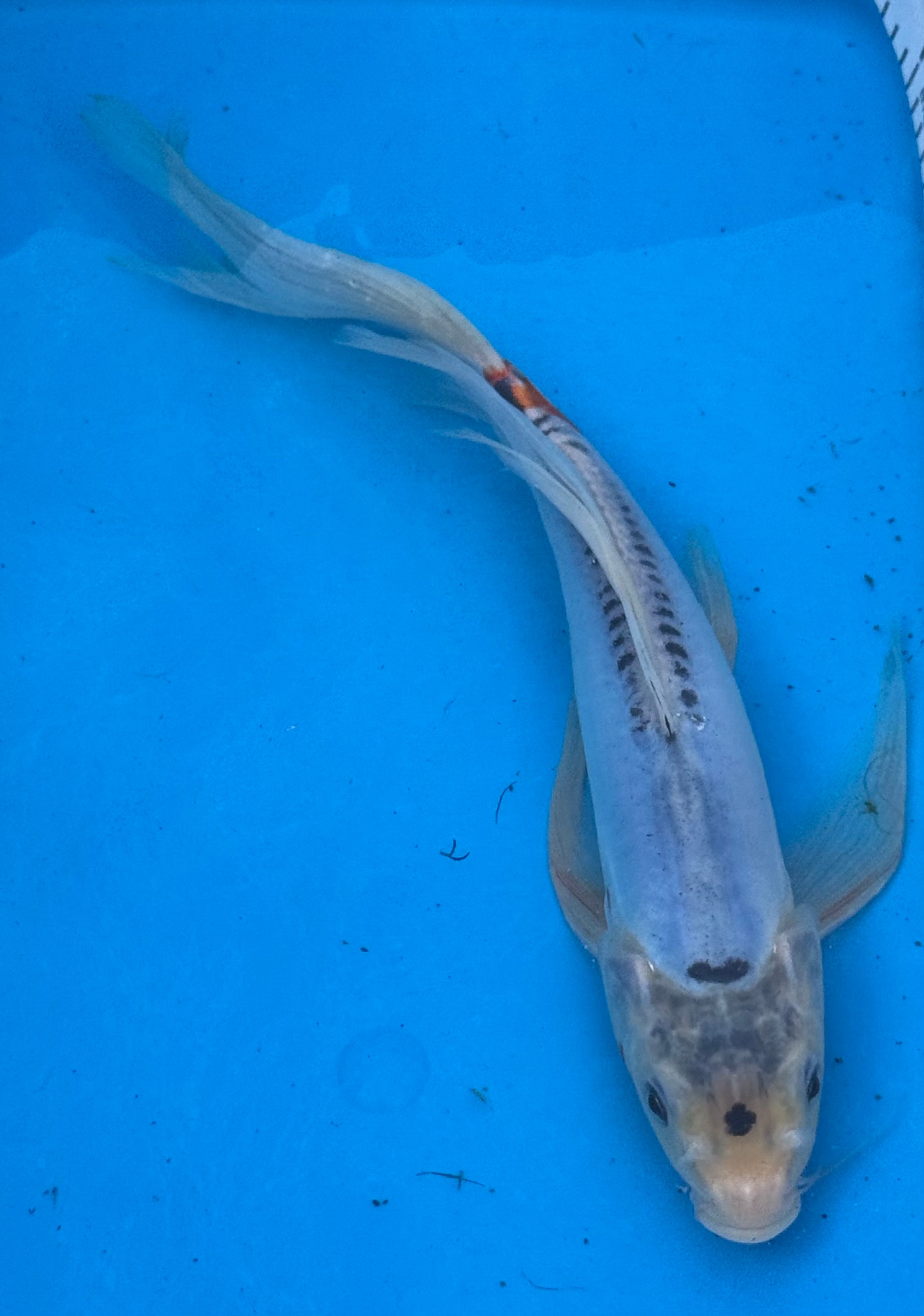 10" Blue Doitsu Kumonryu Butterfly Koi
