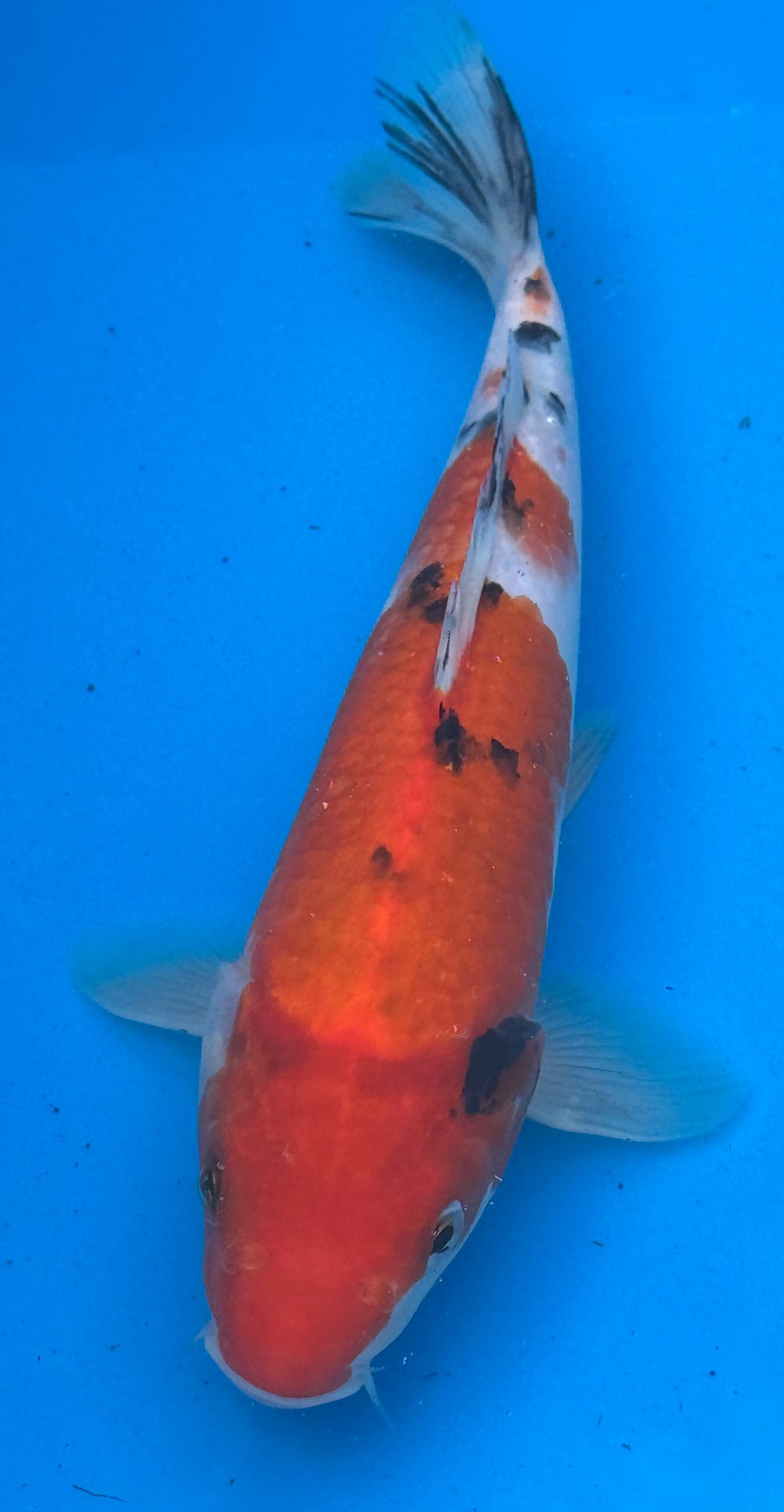 10"–12" Taisho Sanke Standard Fin Koi — Live Pond Fish [Premium Grade]