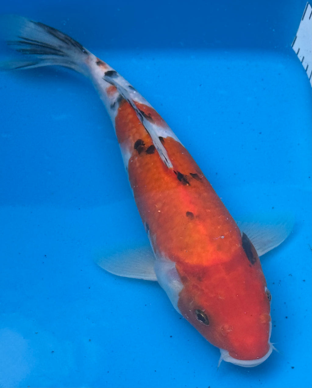 10"–12" Taisho Sanke Standard Fin Koi — Live Pond Fish [Premium Grade]