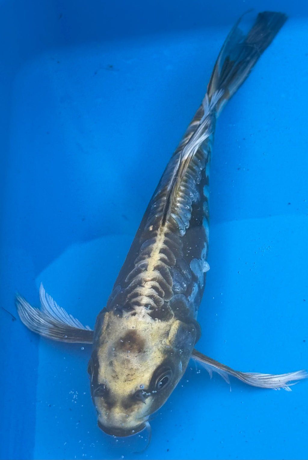 Kumonryu koi — overhead view showing full body conformation and fin length