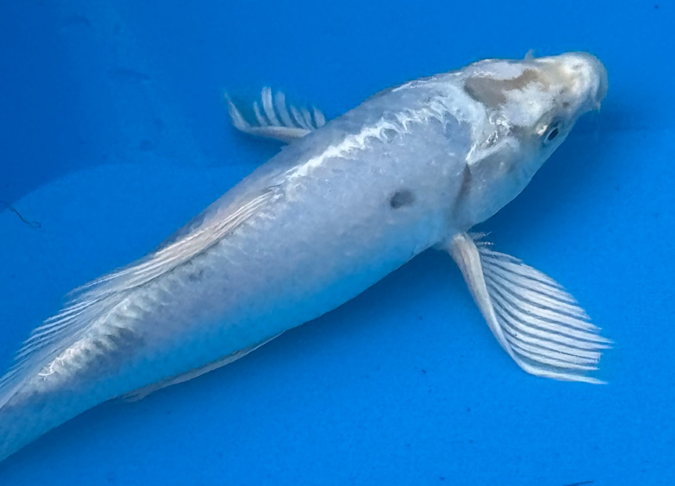 11" Kin Matsuba Standard Fin Koi — Live Pond Fish [Premium Grade]
