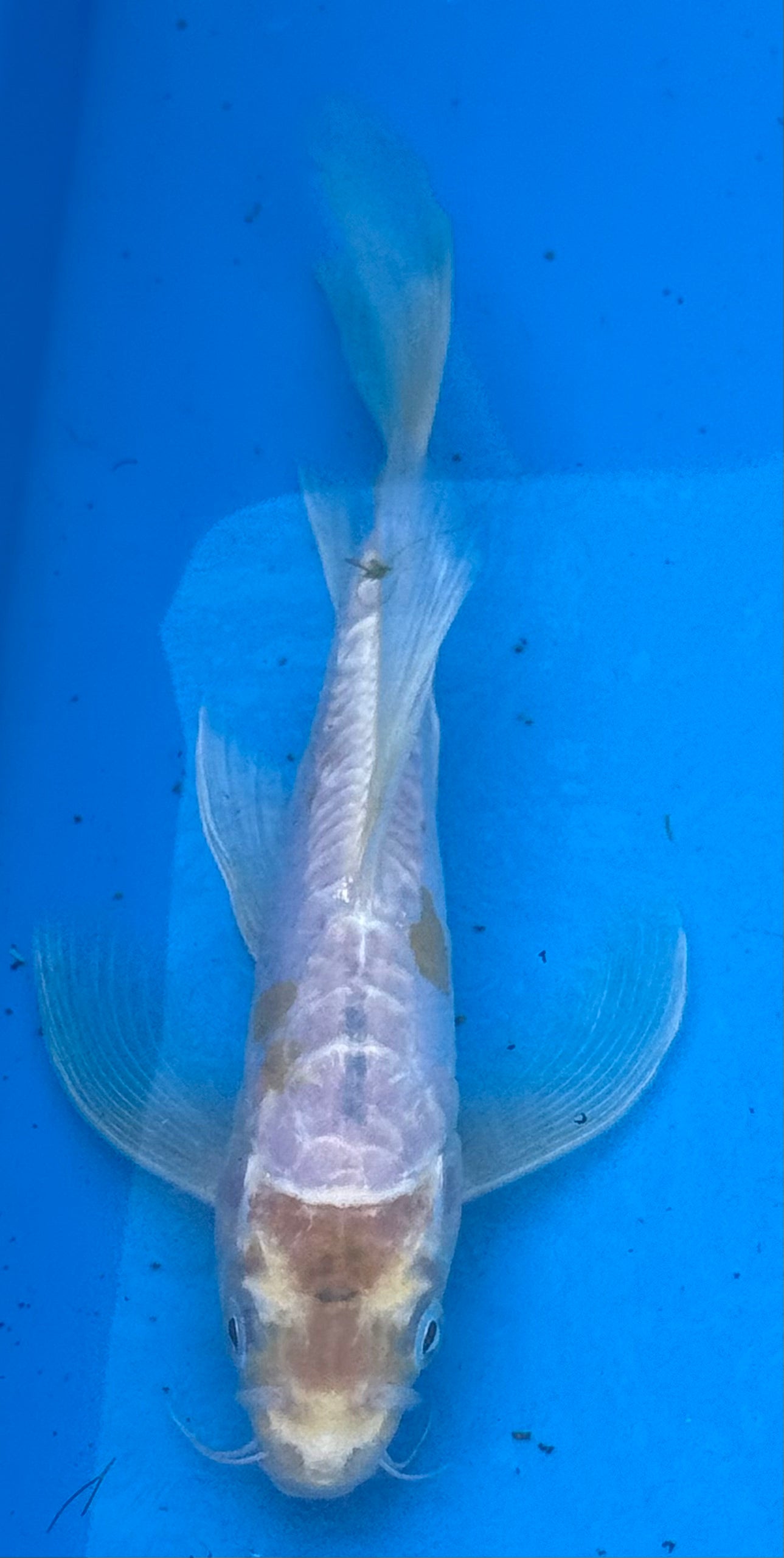 10" Blue Butterfly Fin Koi — Live Pond Fish [Select Grade]