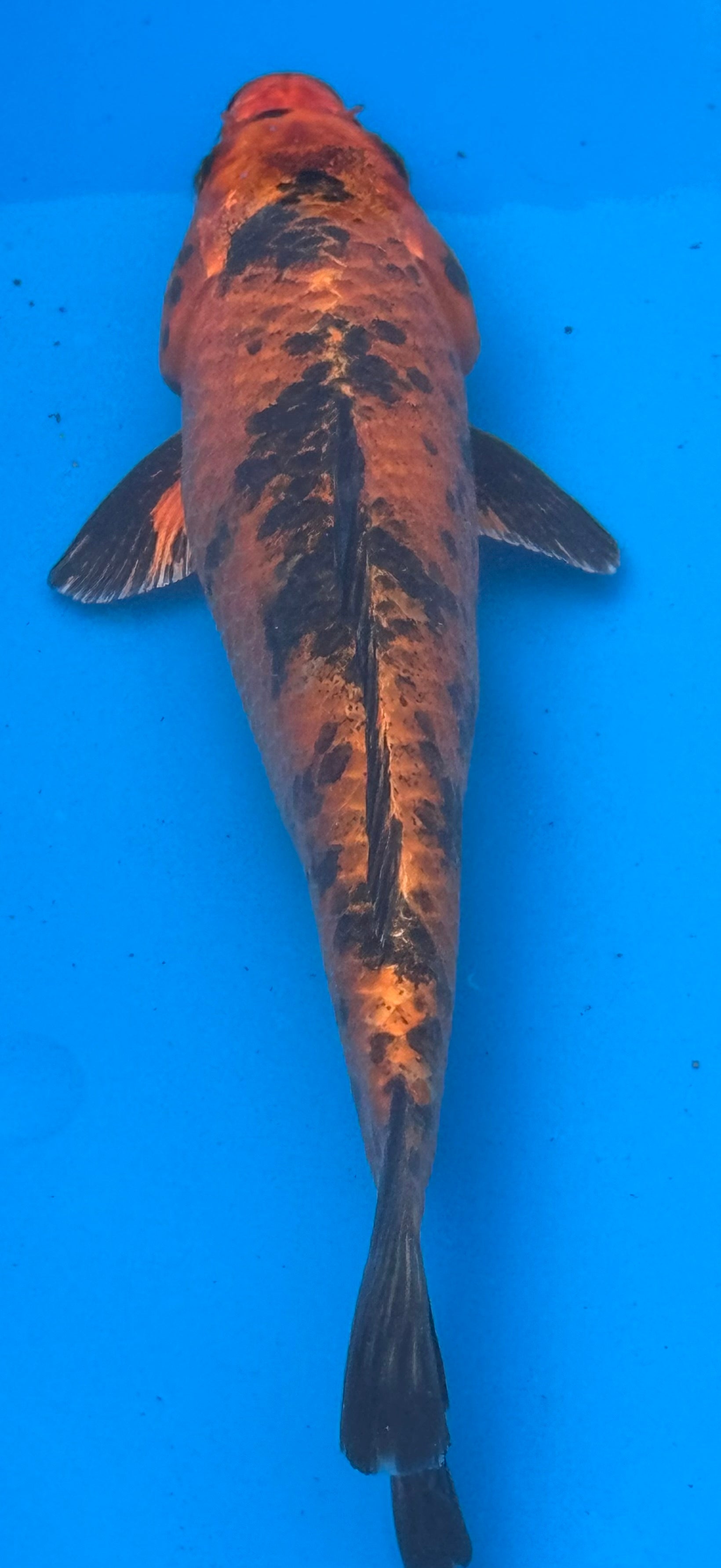 12"+ Hi Showa Standard Fin Koi — Live Pond Fish [Premium Grade]