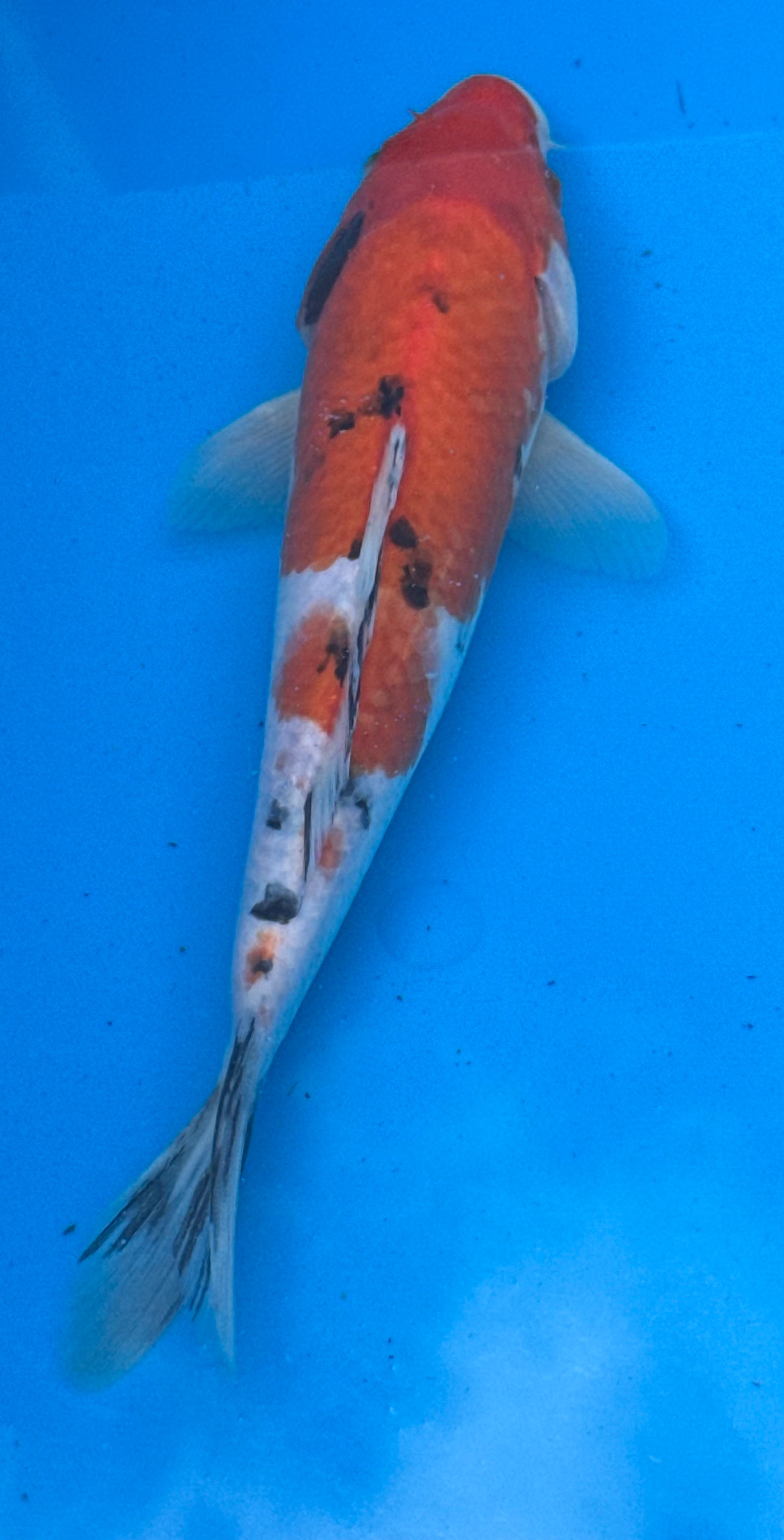 10"–12" Taisho Sanke Standard Fin Koi — Live Pond Fish [Premium Grade]