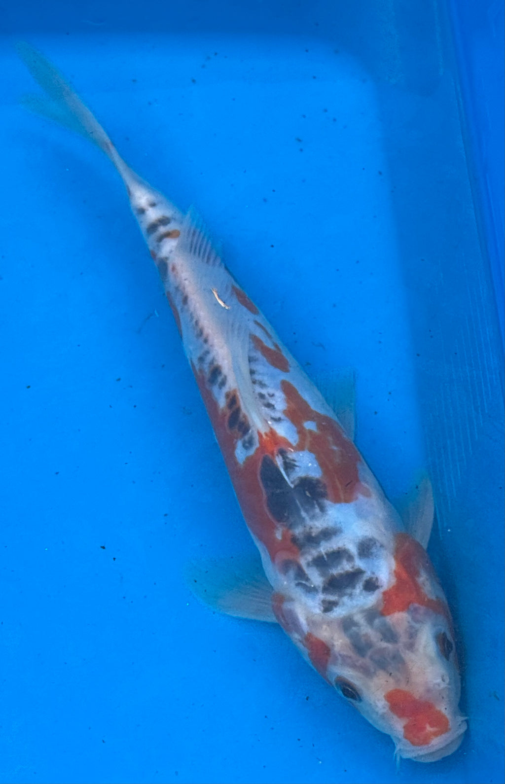 12"+ Showa Sanshoku Standard Fin Koi — Live Pond Fish [Premium Grade]