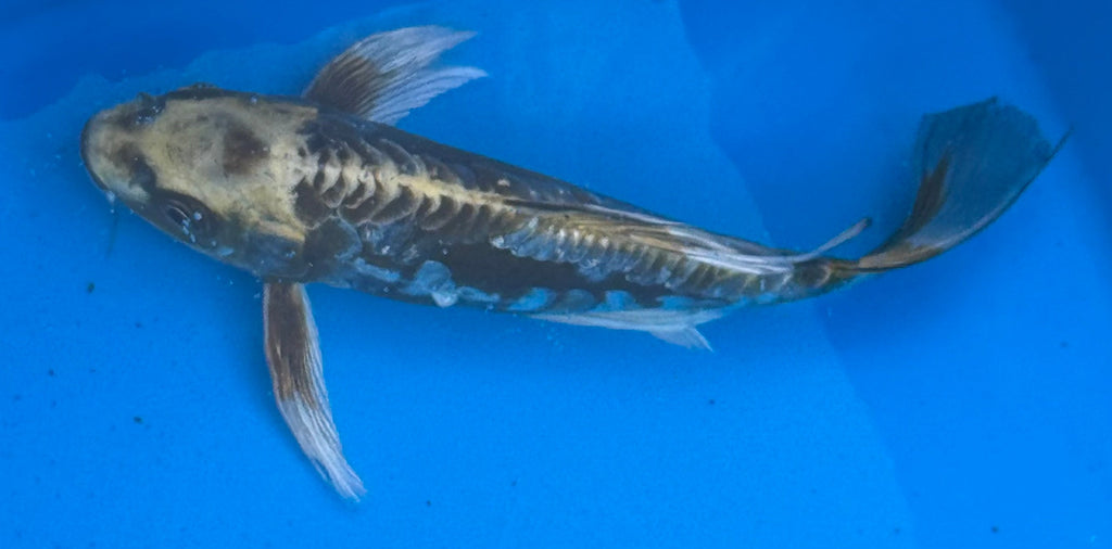 Kumonryu butterfly fin koi — full body side view showing black and golden pattern