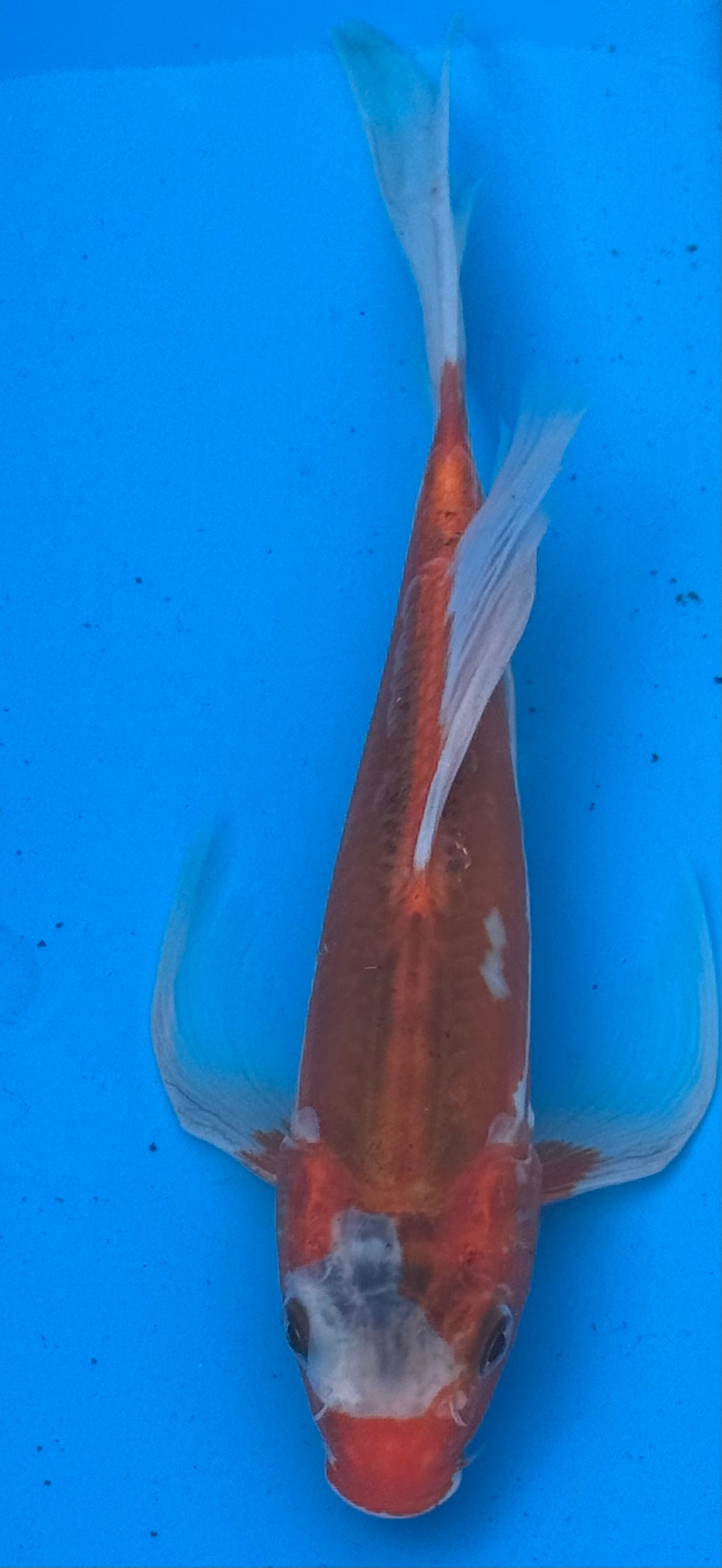 Kohaku butterfly fin koi — overhead view showing hi pattern distribution