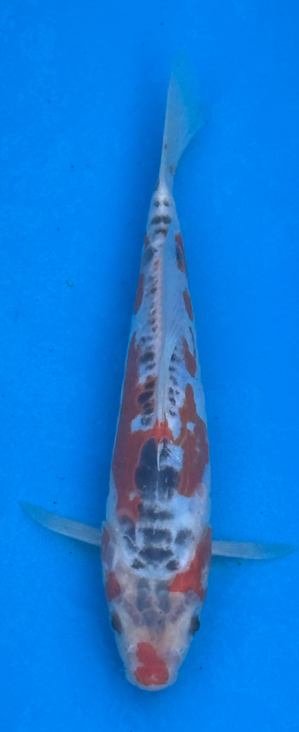 12"+ Showa Sanshoku Standard Fin Koi — Live Pond Fish [Premium Grade]