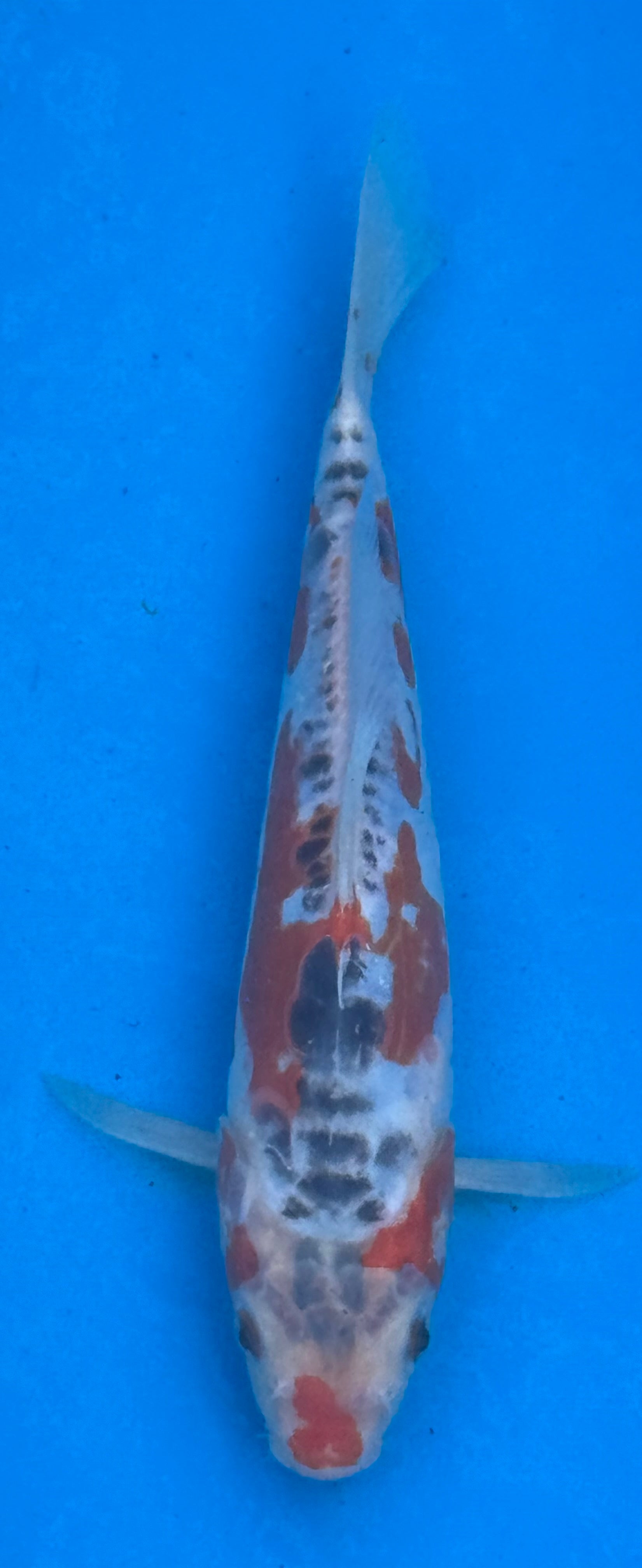 12"+ Showa Sanshoku Standard Fin Koi — Live Pond Fish [Premium Grade]
