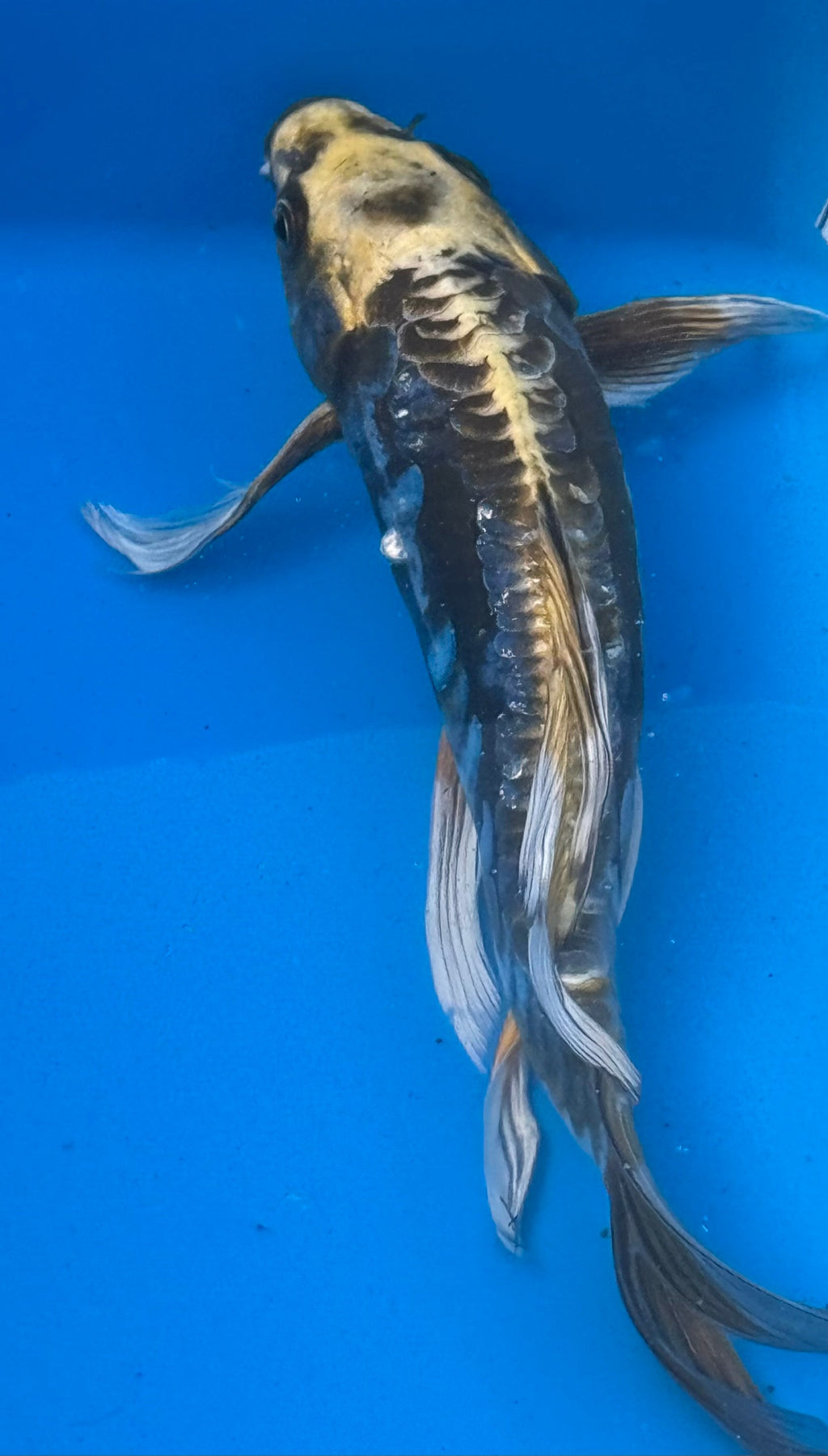 Kumonryu butterfly fin koi — three quarter view showing long flowing fins