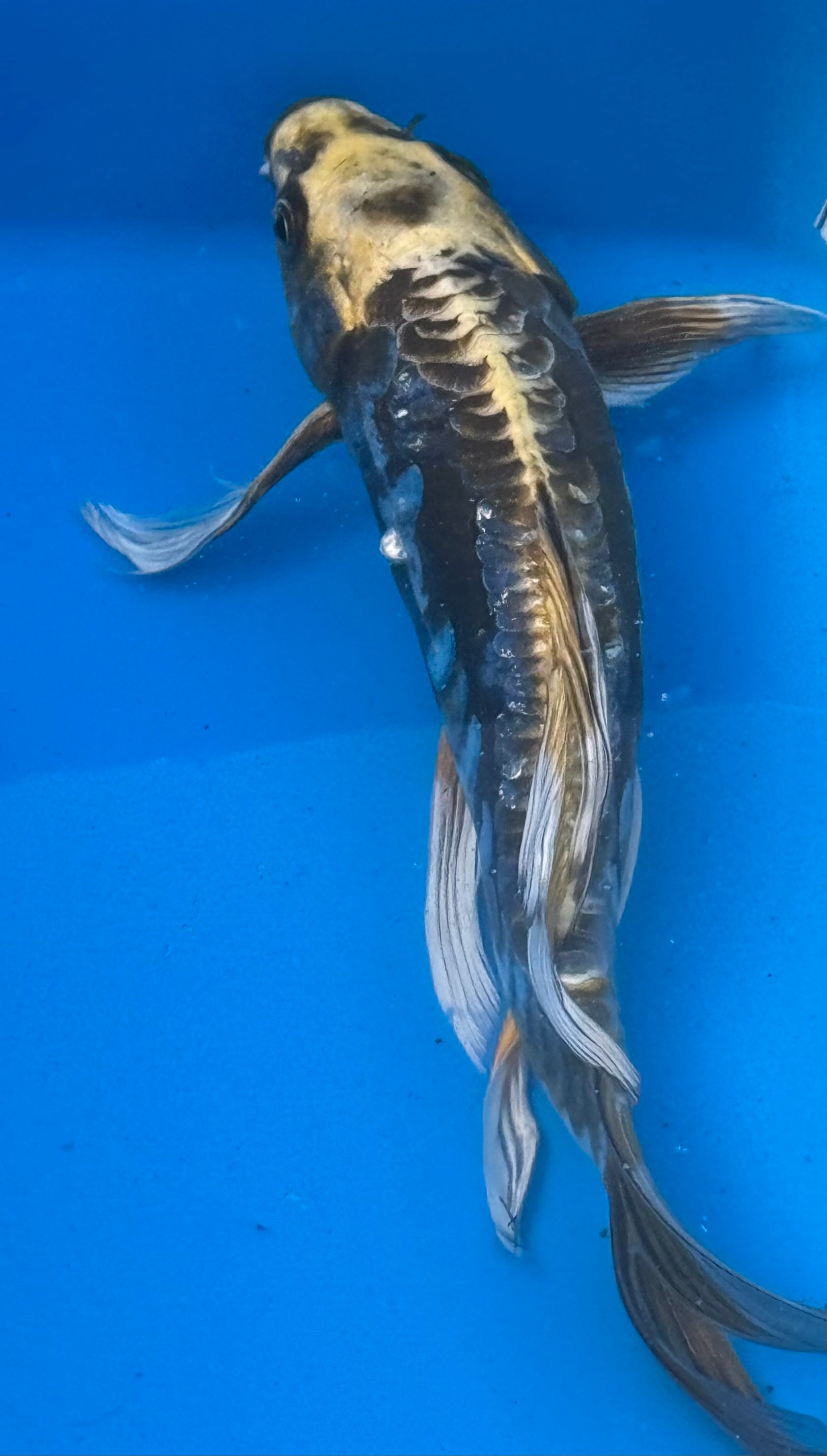 Kumonryu butterfly fin koi — three quarter view showing long flowing fins