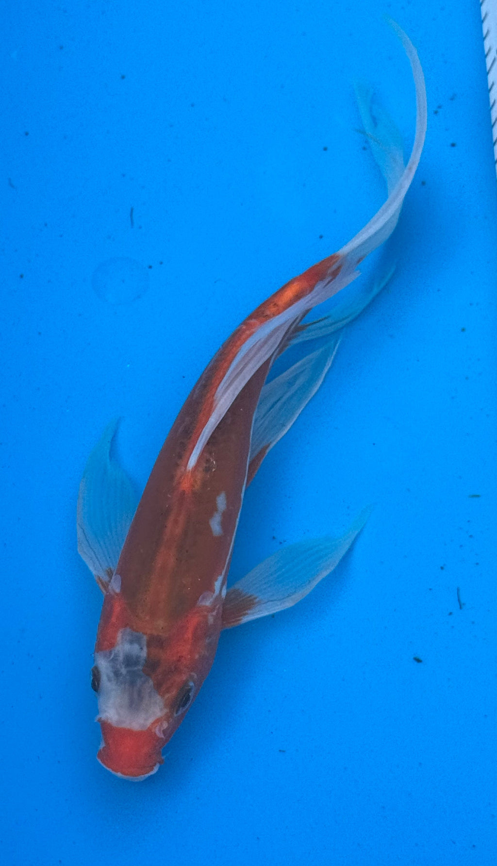 Kohaku butterfly fin koi — dynamic swimming shot showing flowing fins in motion