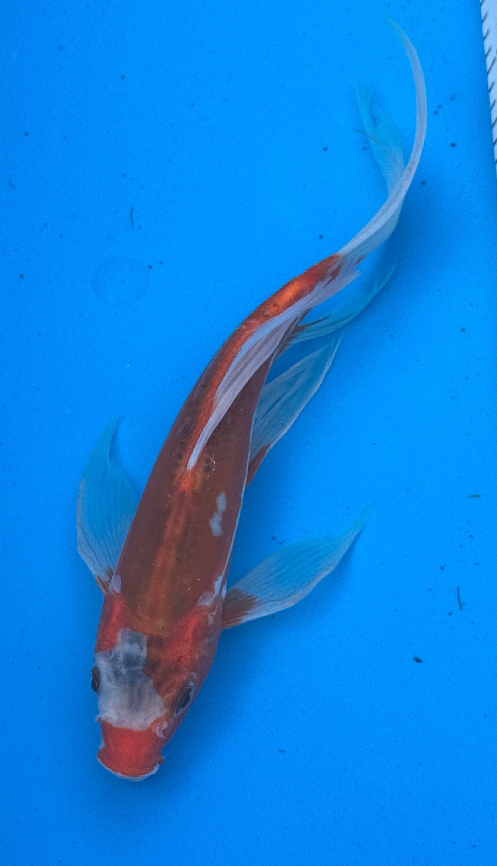 Kohaku butterfly fin koi — dynamic swimming shot showing flowing fins in motion