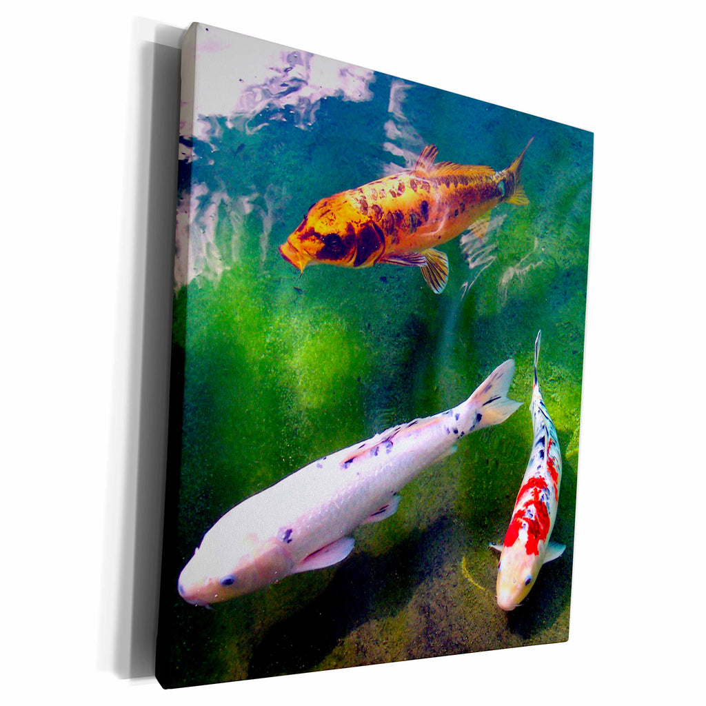 3dRose Fishing - Chinese Koi Carp Fish - Museum Grade Canvas Wrap (cw_2879)