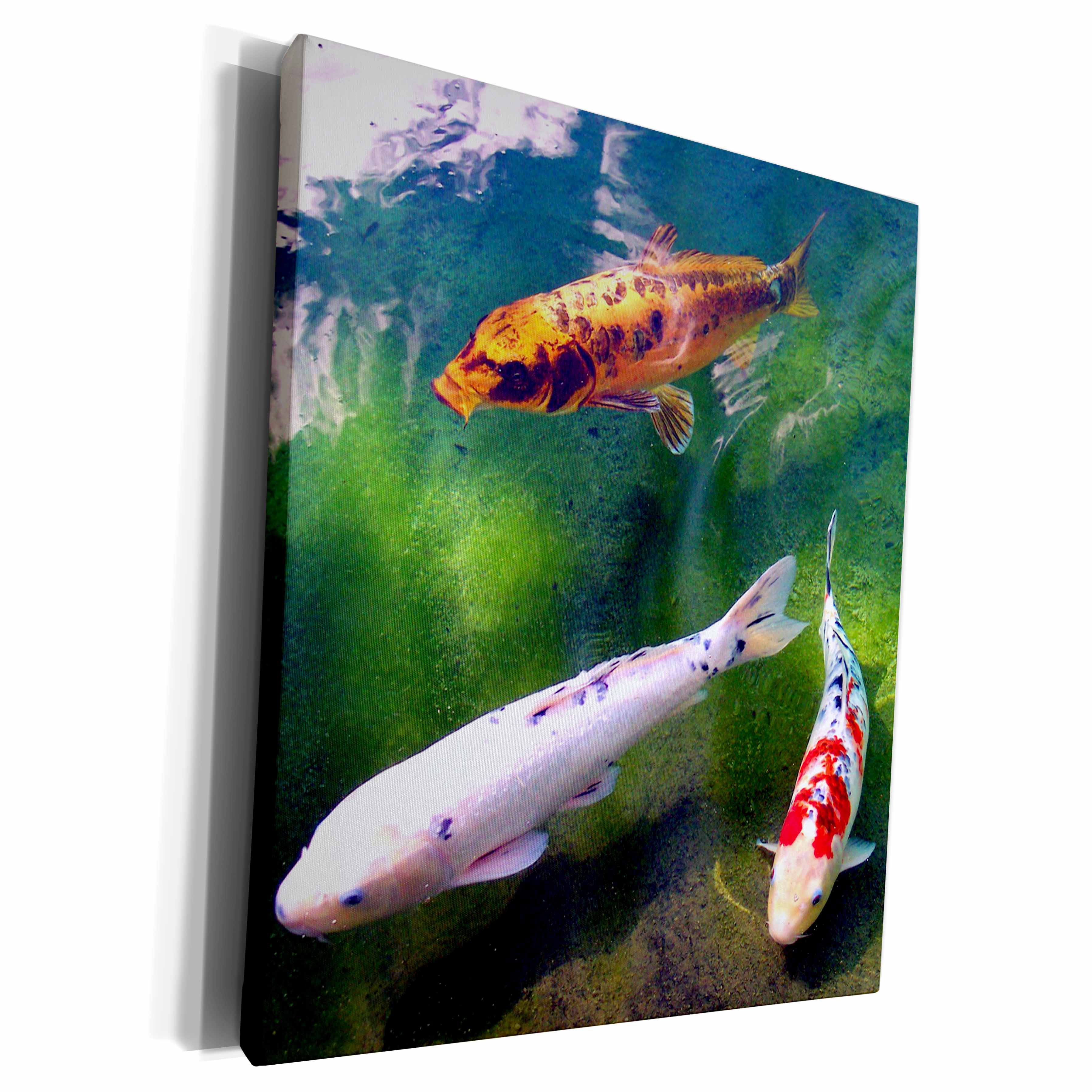 3dRose Fishing - Chinese Koi Carp Fish - Museum Grade Canvas Wrap (cw_2879)