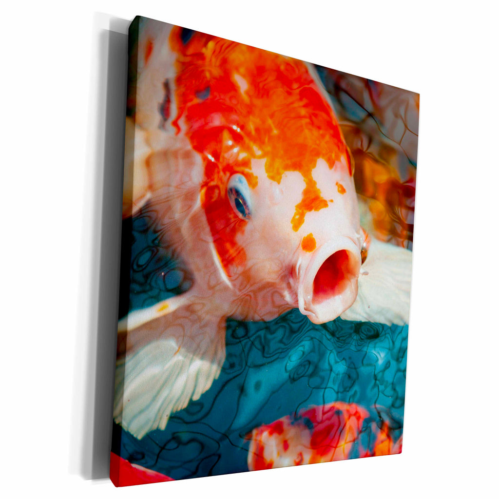 3dRose Malaysia, Malacca. closeup of koi fish. - Museum Grade Canvas Wrap (cw-380407)