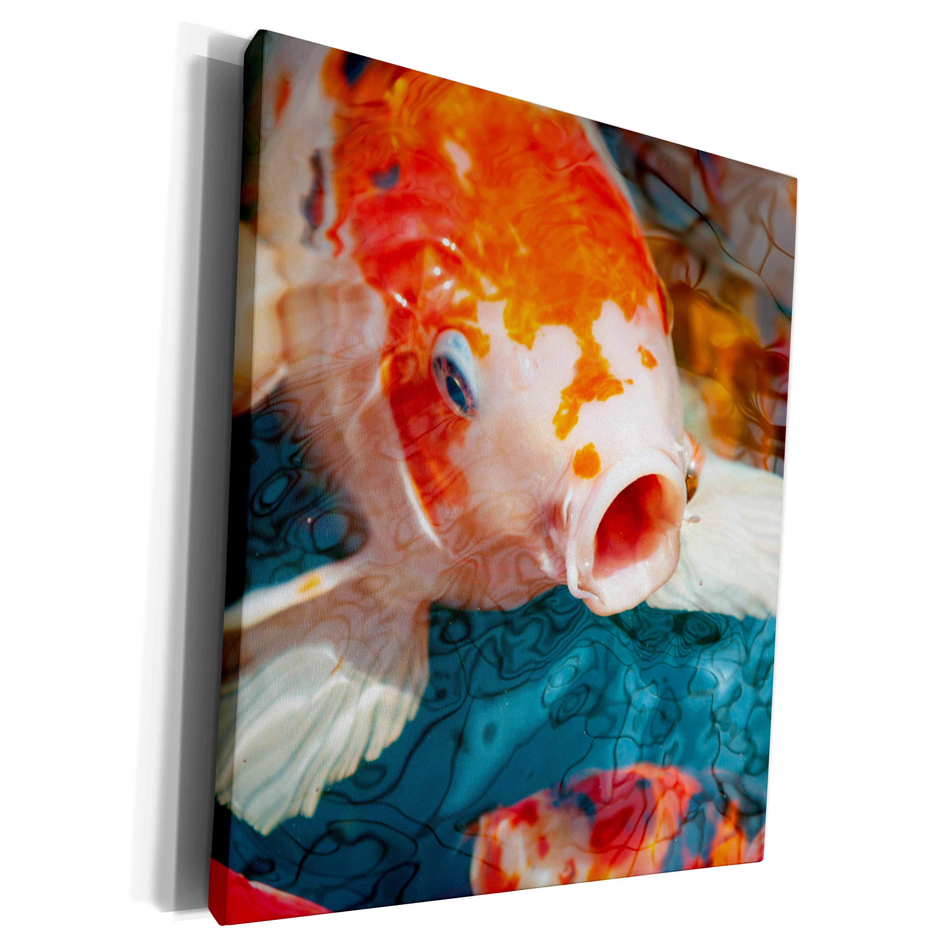3dRose Malaysia, Malacca. closeup of koi fish. - Museum Grade Canvas Wrap (cw-380407)