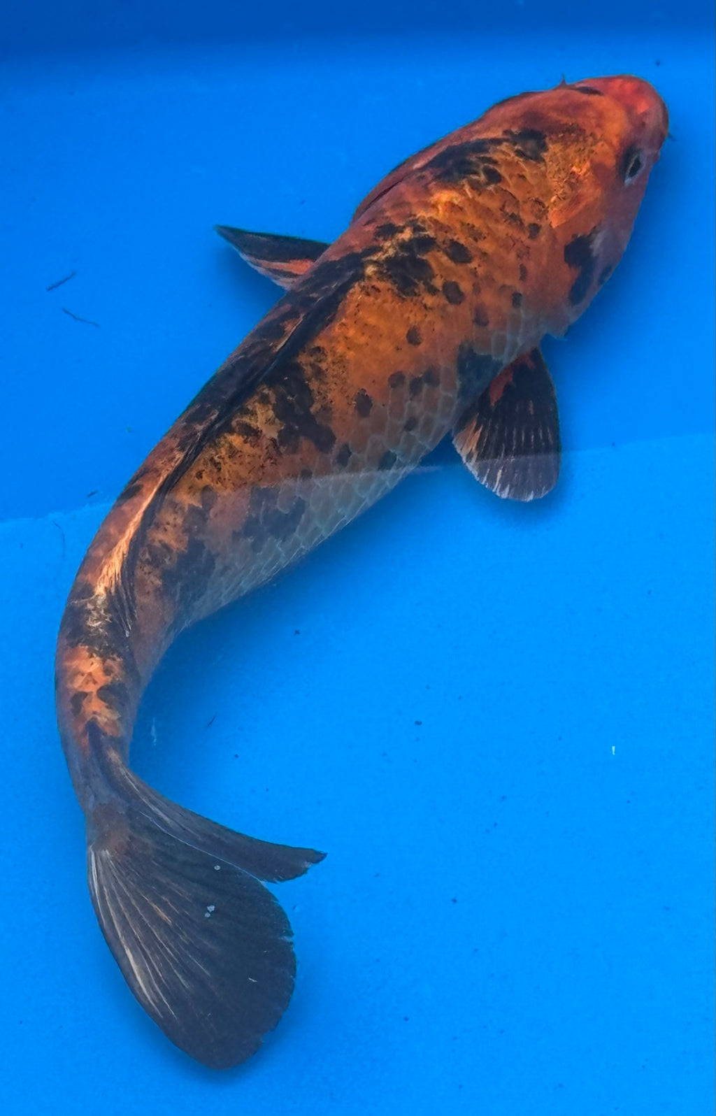12"+ Hi Showa Standard Fin Koi — Live Pond Fish [Premium Grade]