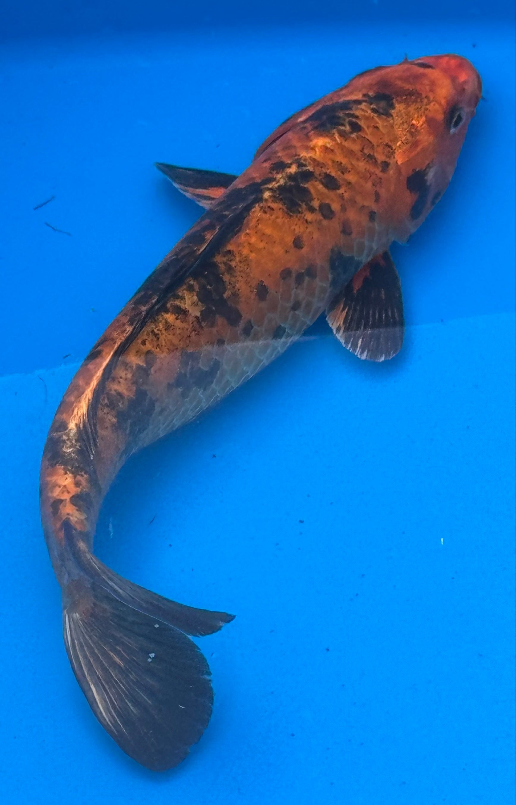 12"+ Hi Showa Standard Fin Koi — Live Pond Fish [Premium Grade]