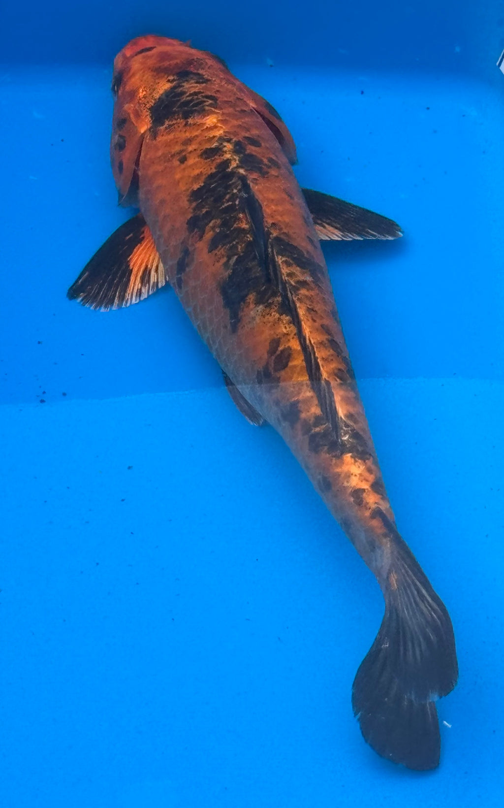 12"+ Hi Showa Standard Fin Koi — Live Pond Fish [Premium Grade]