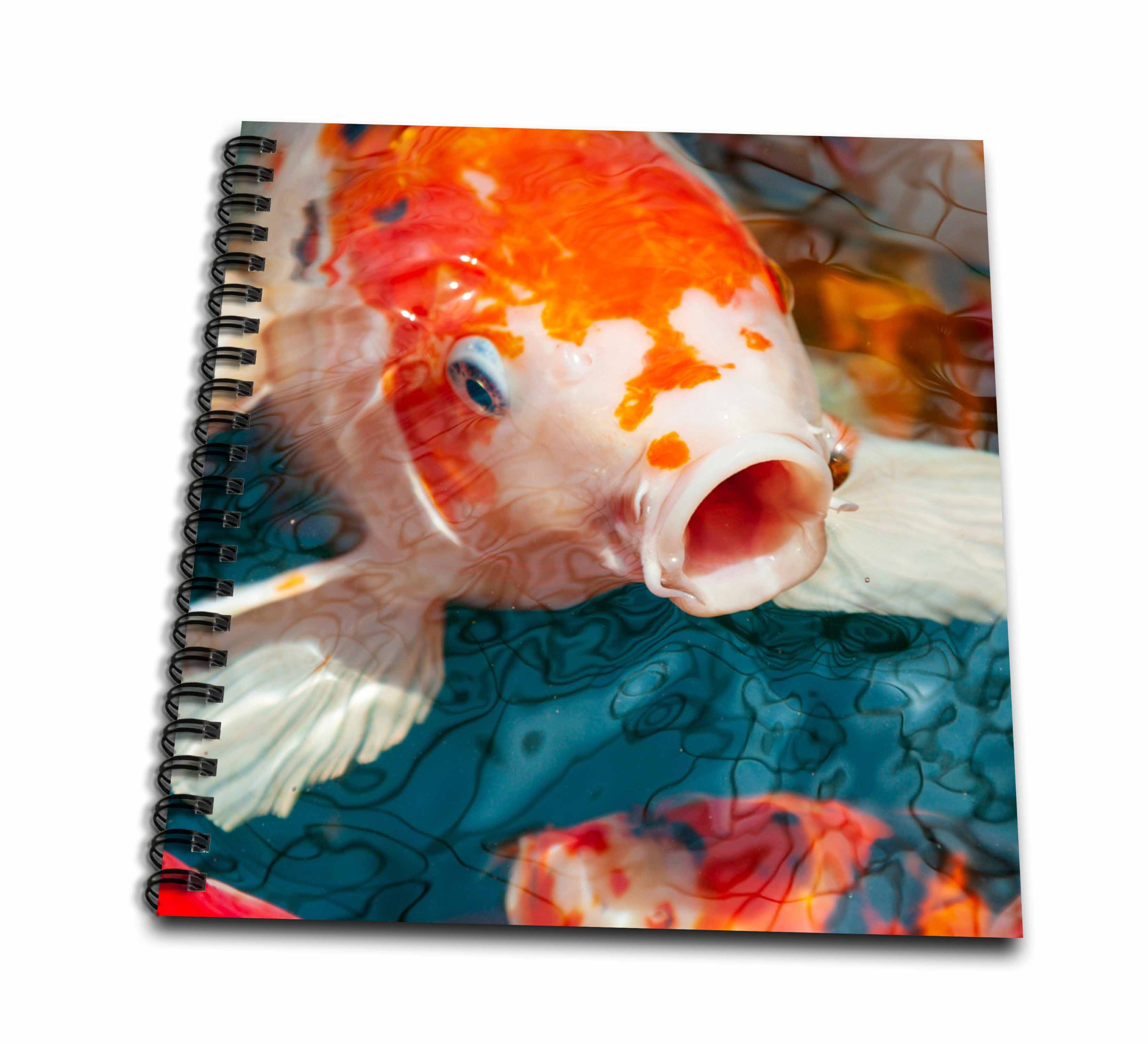 3dRose Malaysia, Malacca. closeup of koi fish. - Drawing Books (db-380407)