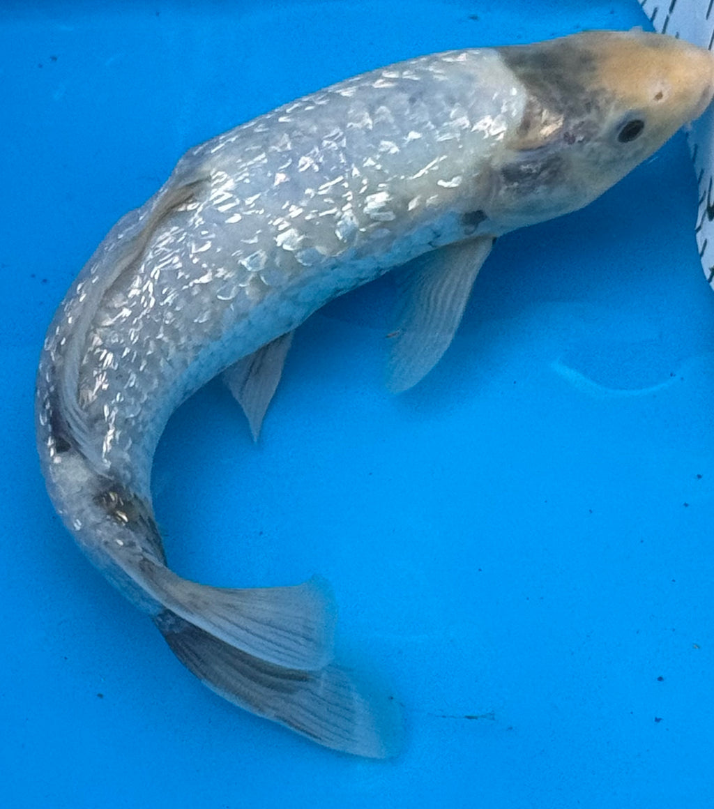 12"+ Chagoi Standard Fin Koi — Live Pond Fish [Select Grade]