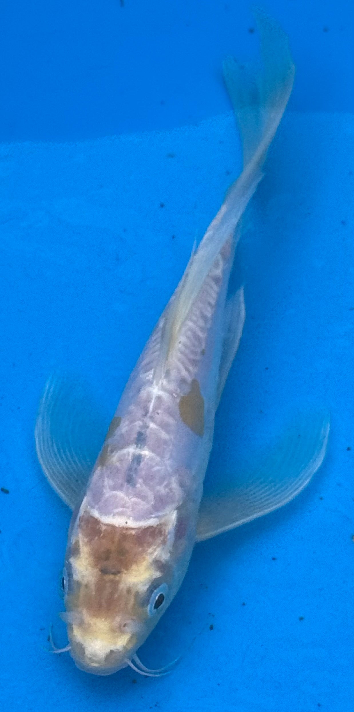 10" Blue Butterfly Fin Koi — Live Pond Fish [Select Grade]