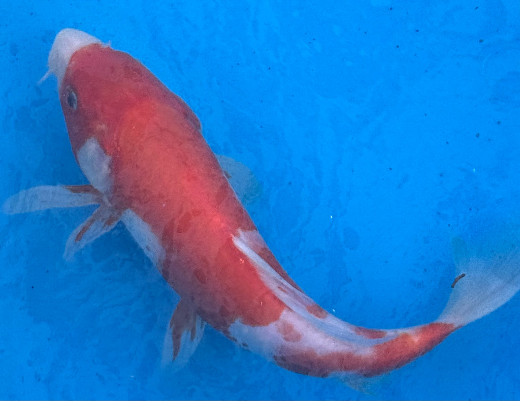 10" Kohaku Standard Fin Koi — Live Pond Fish [Premium Grade]