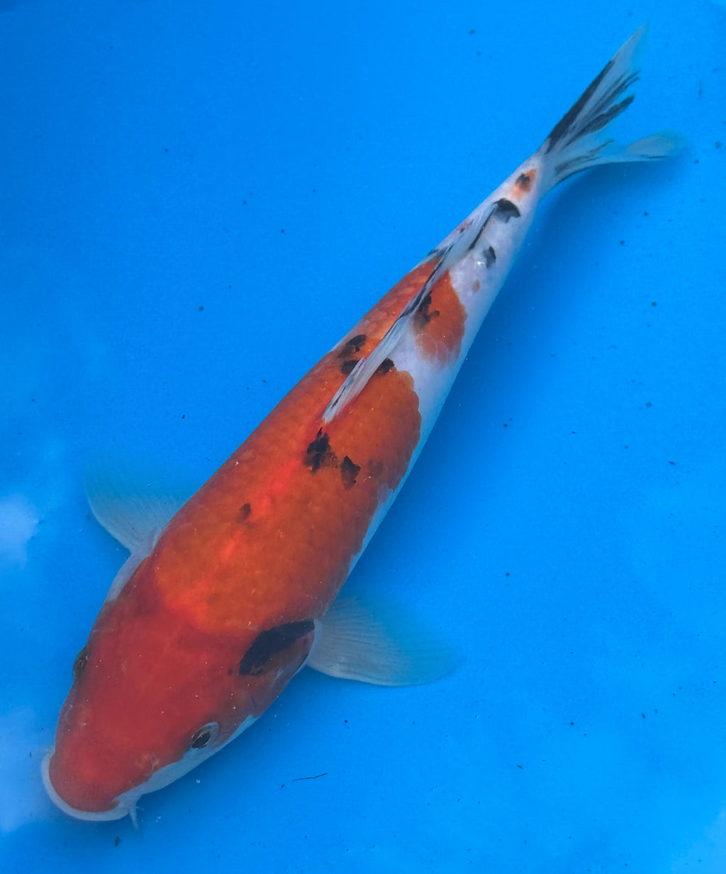 10"–12" Taisho Sanke Standard Fin Koi — Live Pond Fish [Premium Grade]
