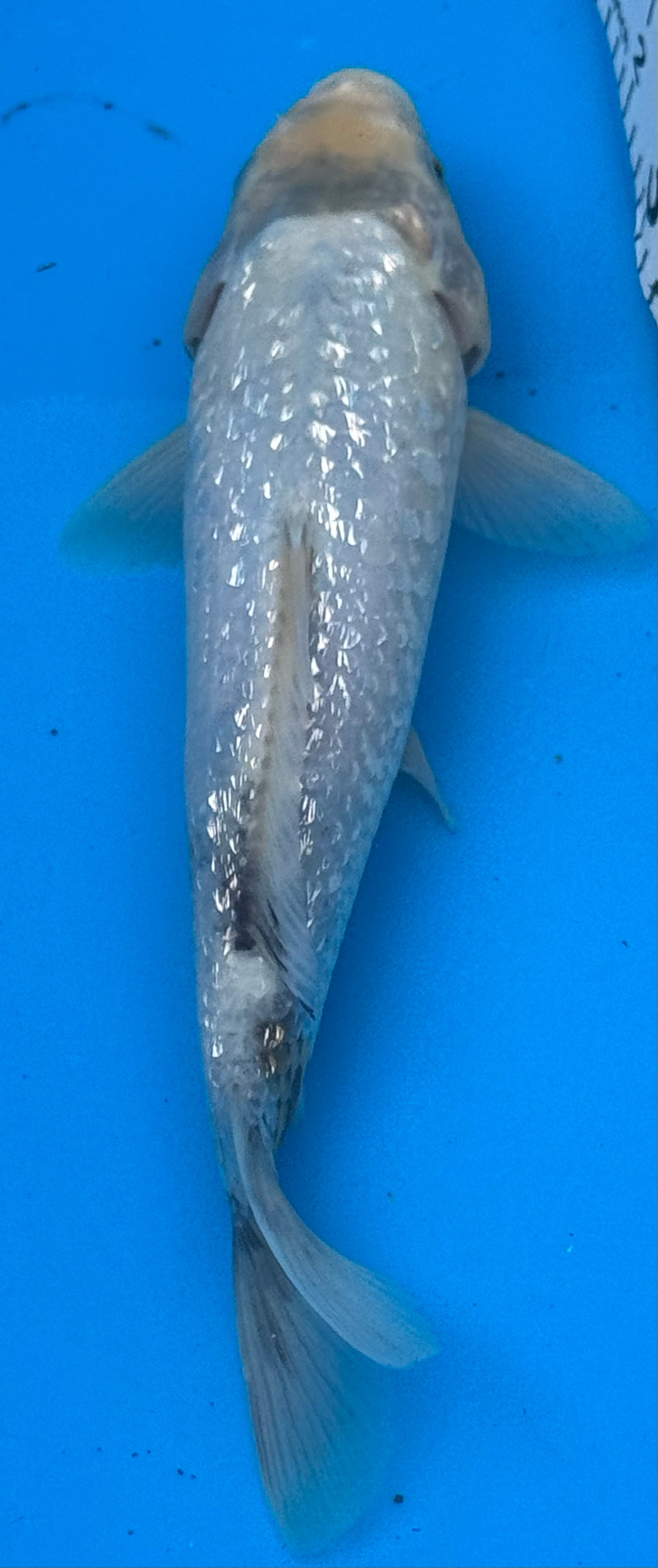 12"+ Chagoi Standard Fin Koi — Live Pond Fish [Select Grade]