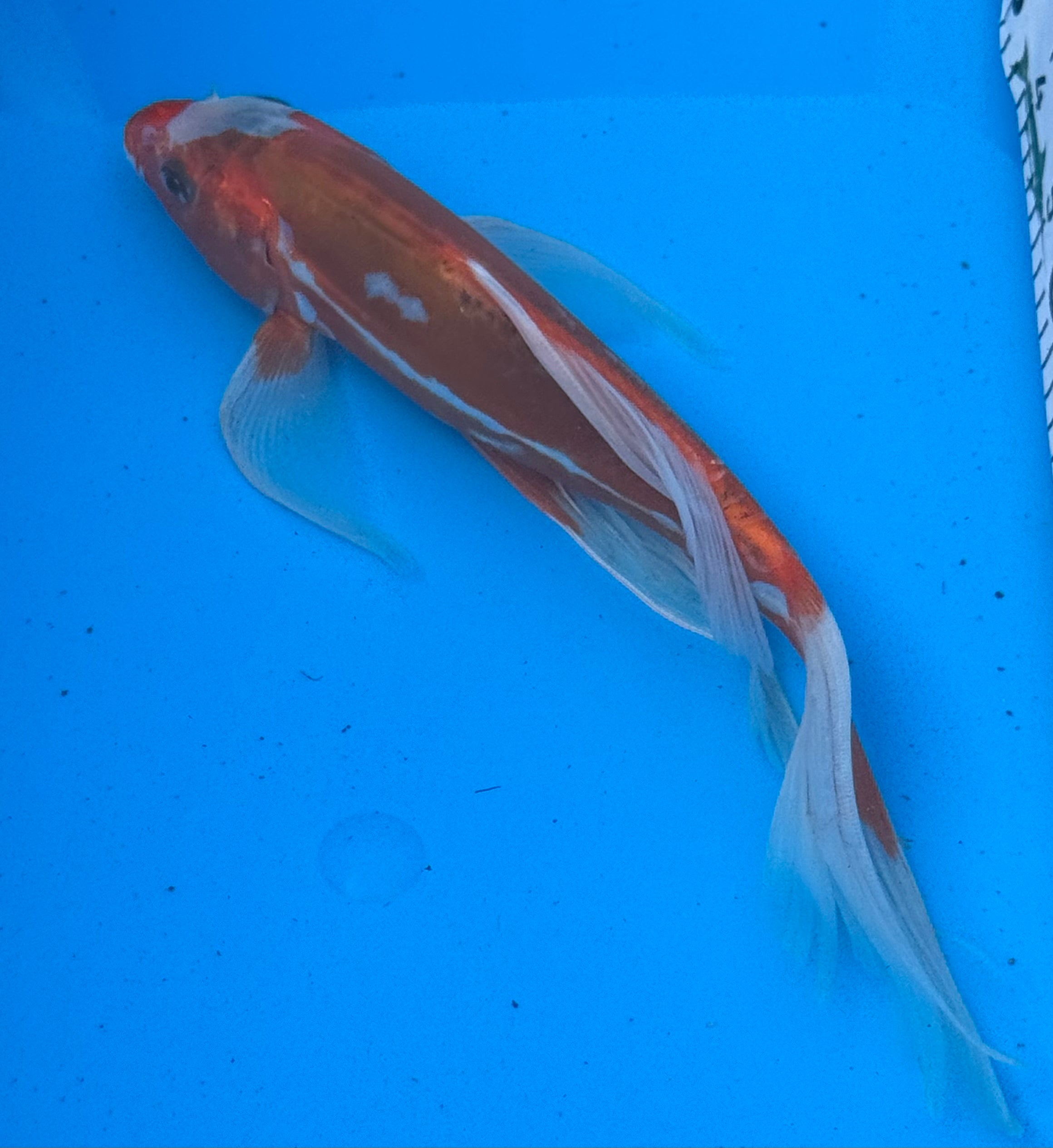 8-10 inch Kohaku butterfly fin koi — top-down view showing bold red hi pattern on white body