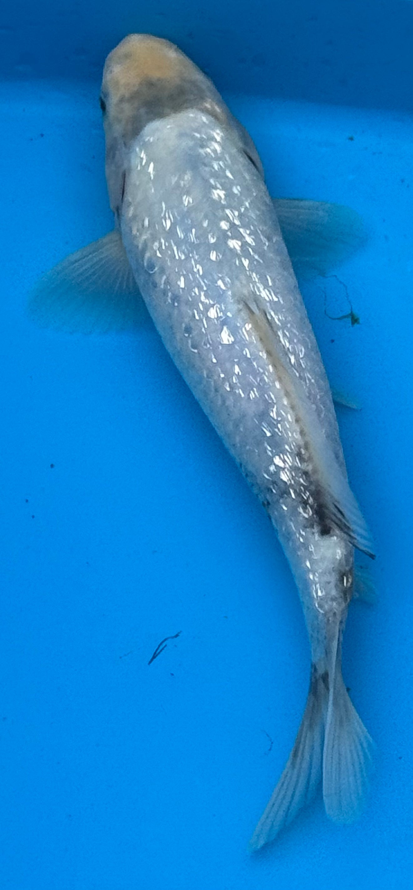 12"+ Chagoi Standard Fin Koi — Live Pond Fish [Select Grade]