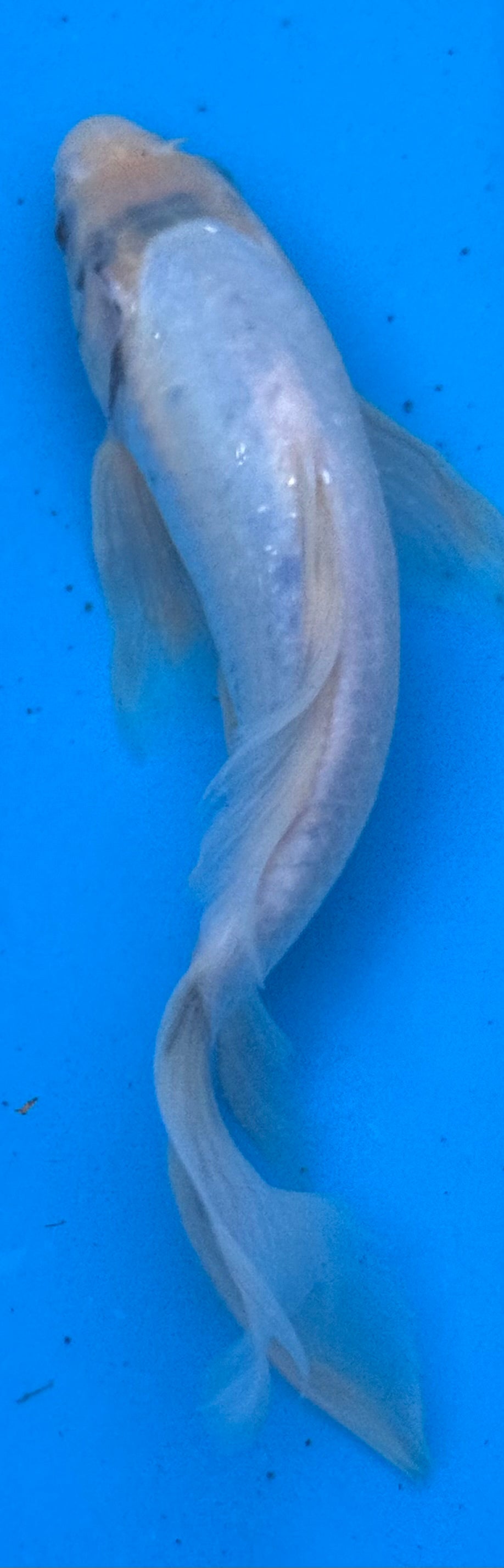 10" Blue Koi Standard Fin — Live Pond Fish [Premium Grade]
