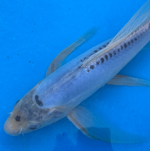 10" Blue Doitsu Kumonryu Butterfly Koi