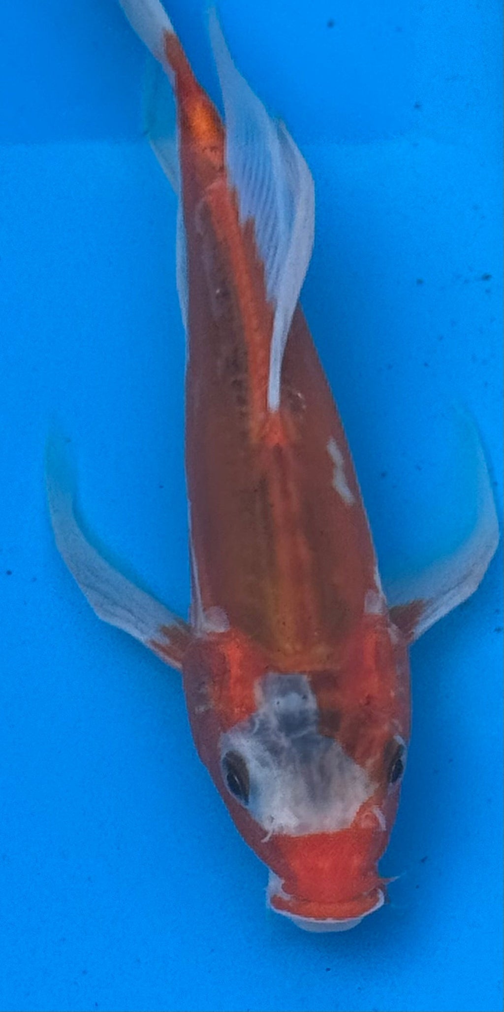 10"-12" Kohaku Butterfly Select koi — top-down view showing bold red-orange hi pattern with white breaks and long flowing butterfly fins