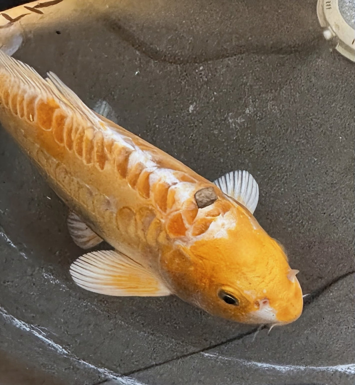 12"-14" Yamabuki Hariwake — Premium