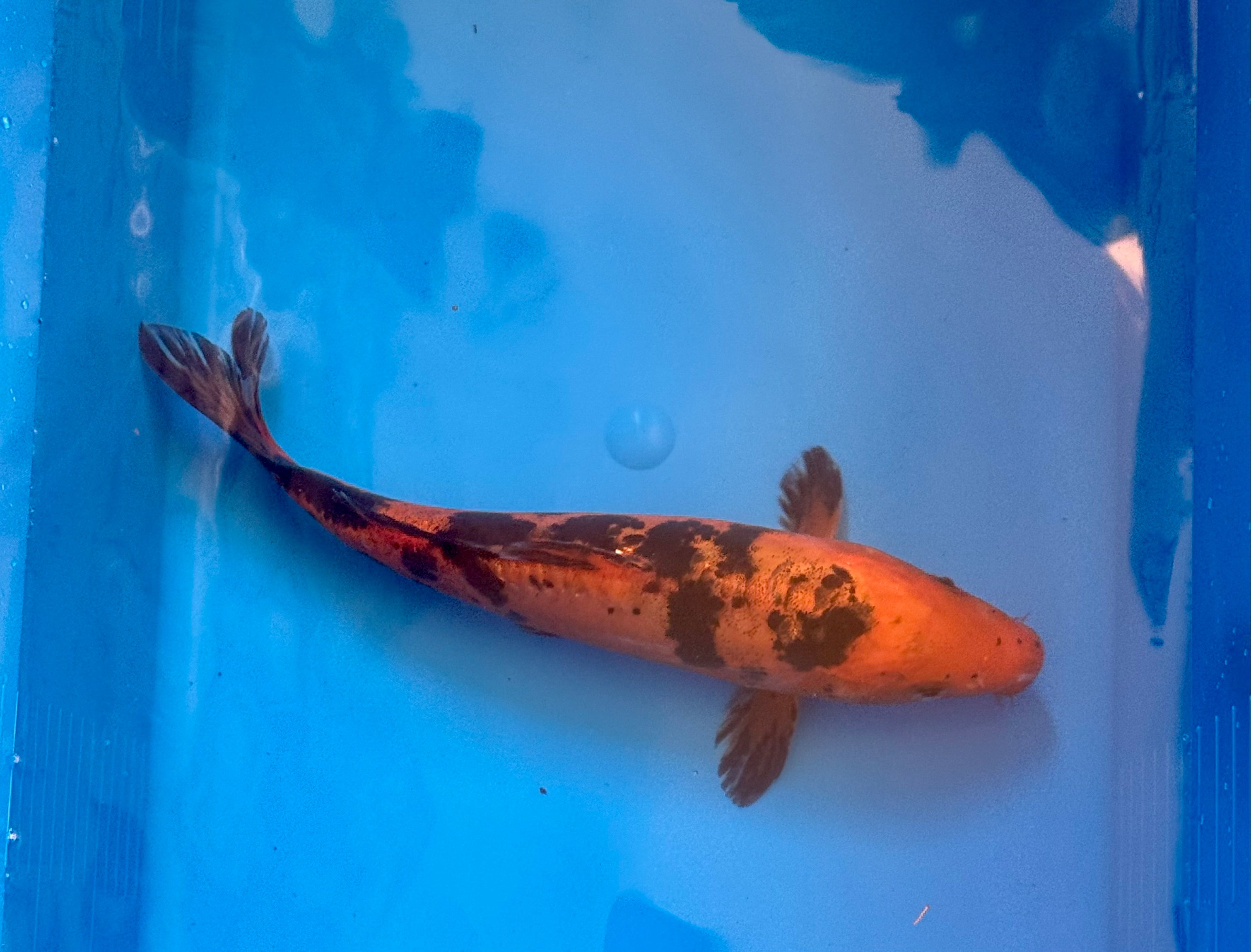 11" Showa Sanshoku Standard Fin Koi — Live Pond Fish [Select Grade]