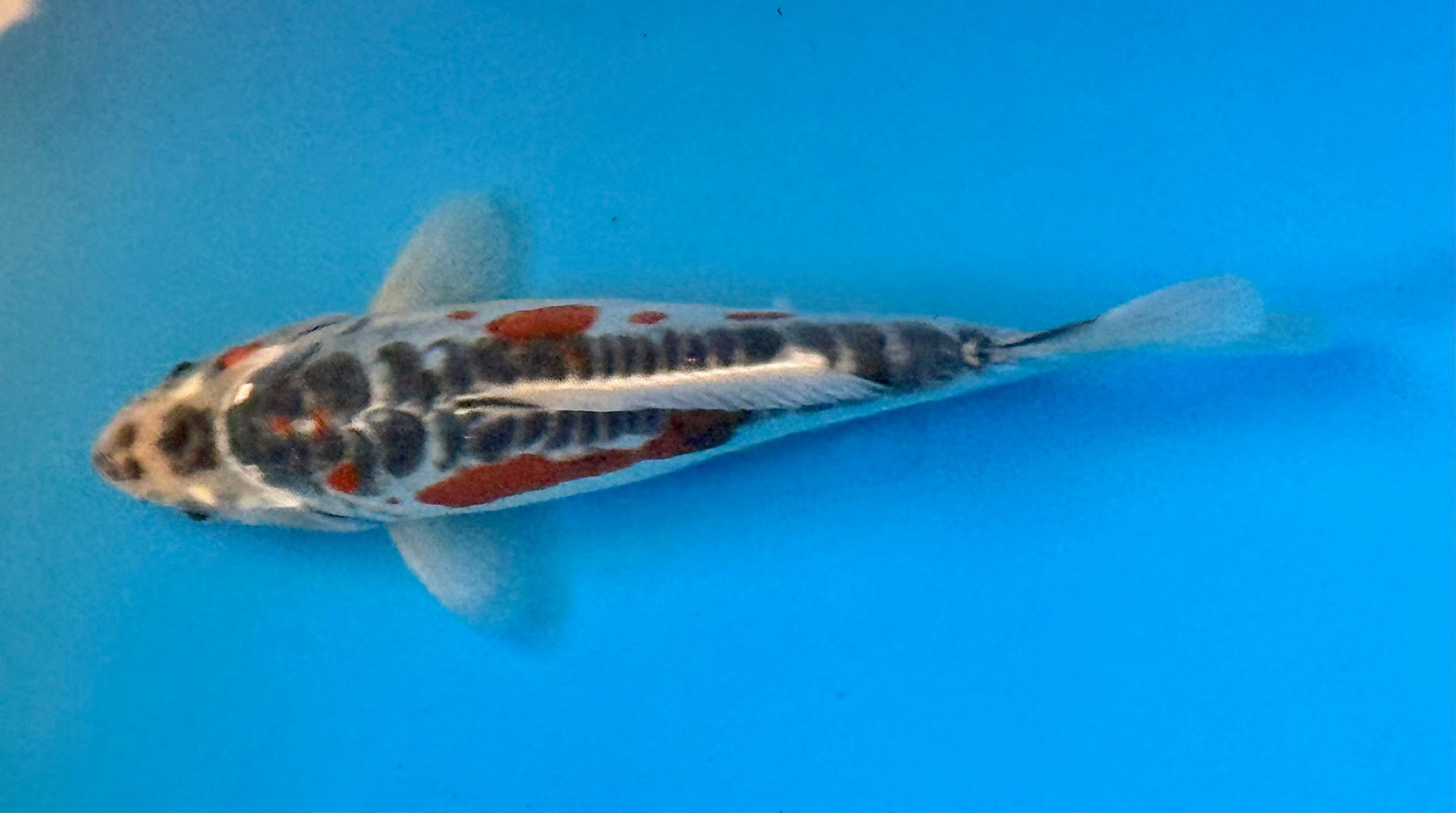 11" Taisho Sanke Standard Fin Koi — Live Pond Fish [Select Grade]