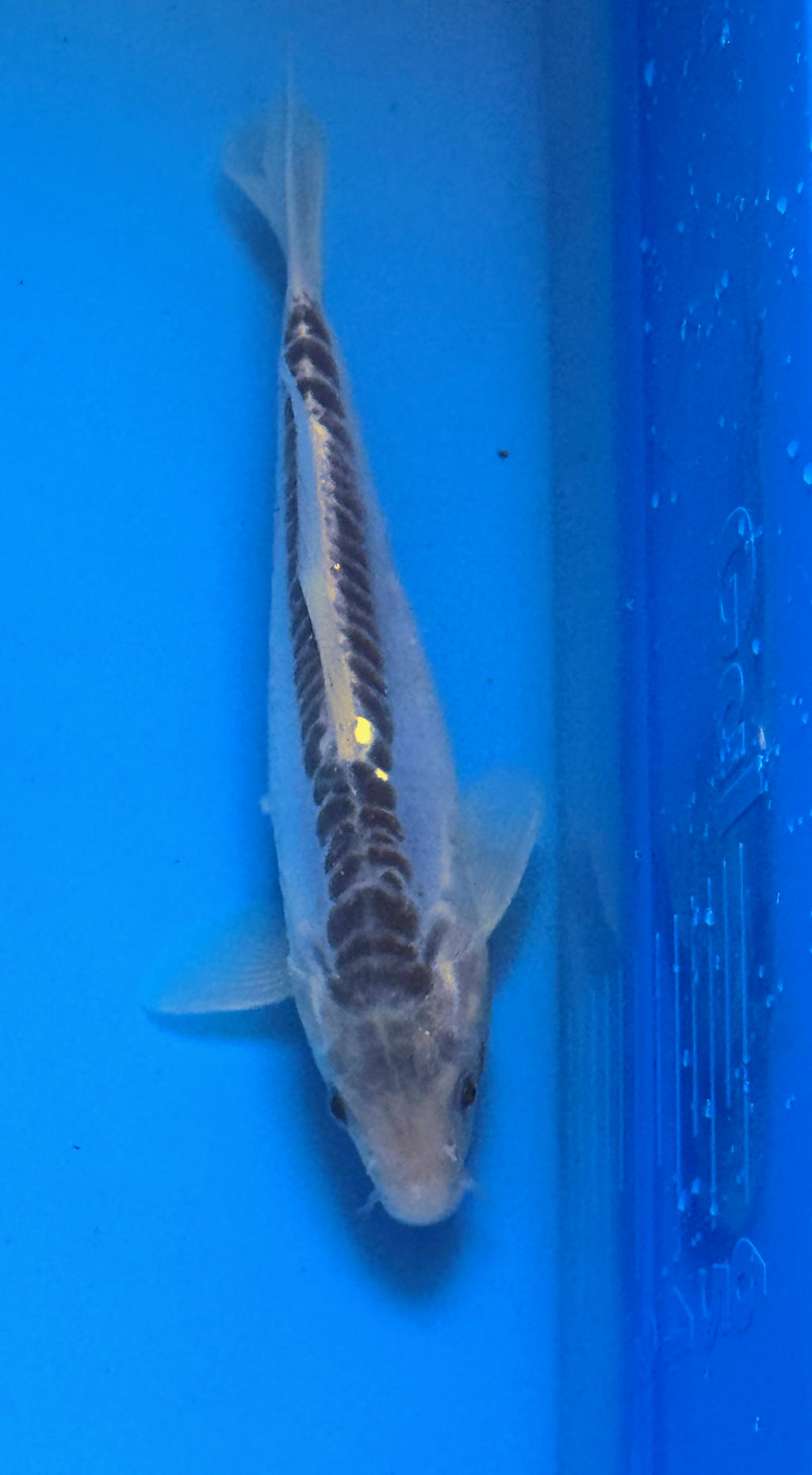 10" Ki Utsuri / Kumonryu Standard Fin Koi — Live Pond Fish [Premium Grade]