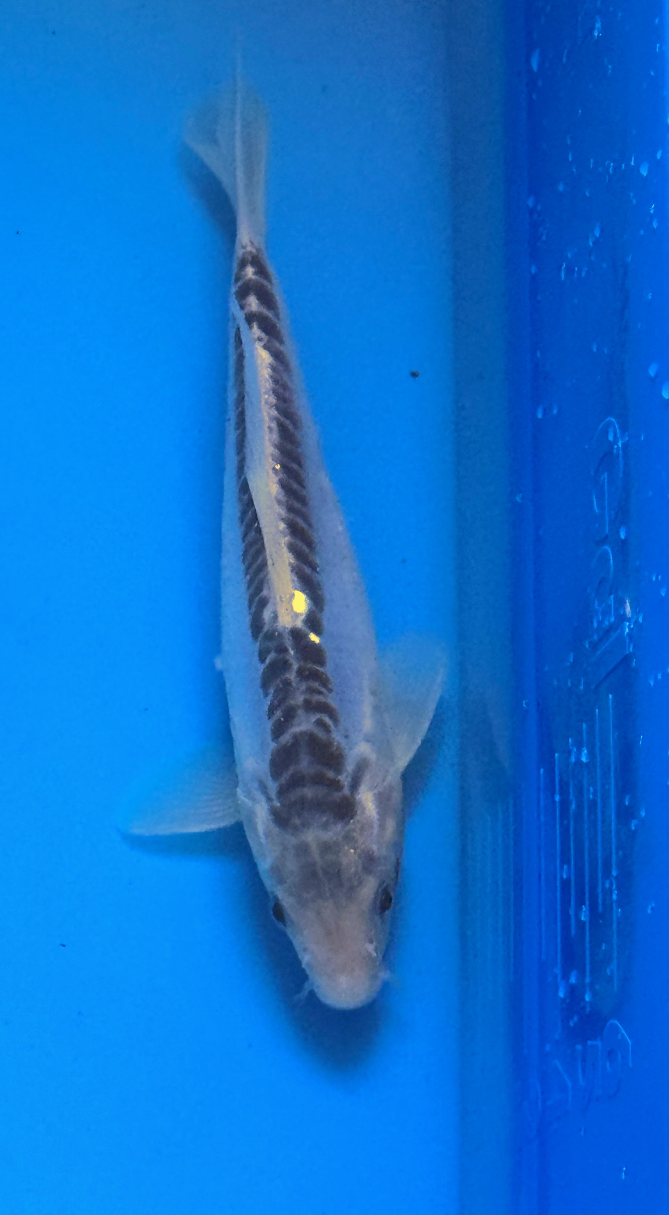 10" Ki Utsuri / Kumonryu Standard Fin Koi — Live Pond Fish [Premium Grade]