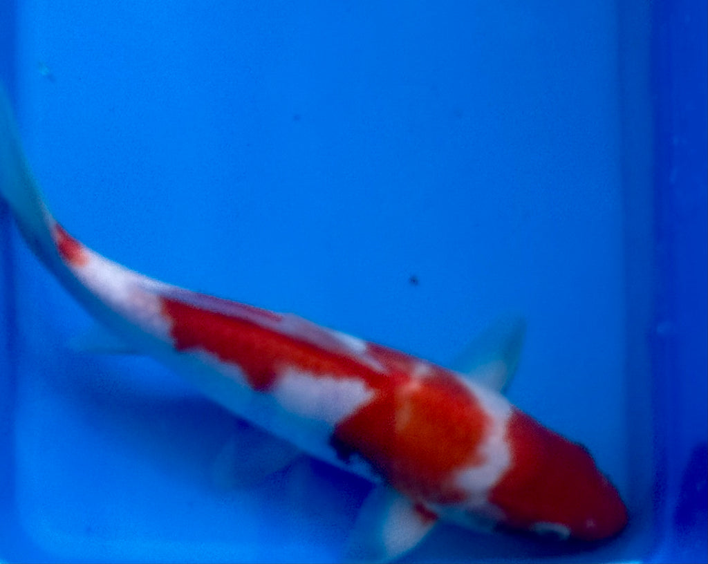 13" Kohaku Standard Fin Koi — Live Pond Fish [Select Grade]
