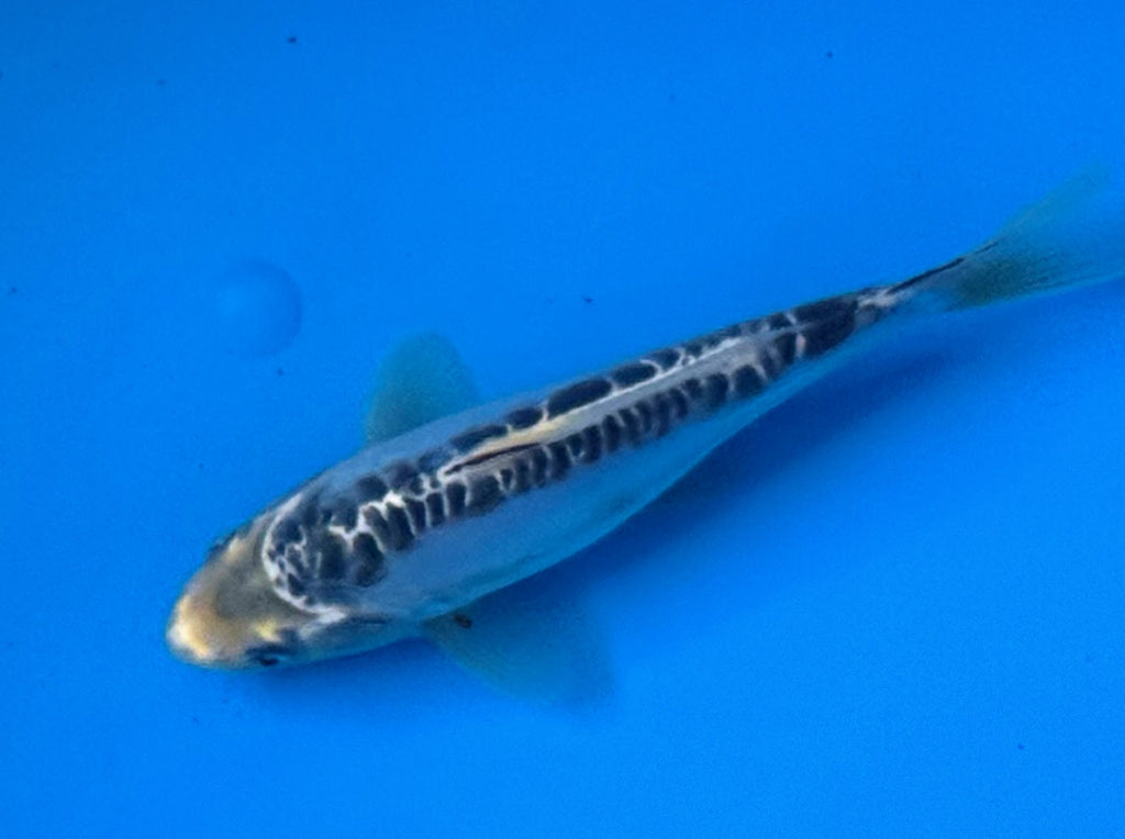 10" Ki Utsuri / Kumonryu Standard Fin Koi — Live Pond Fish [Premium Grade]