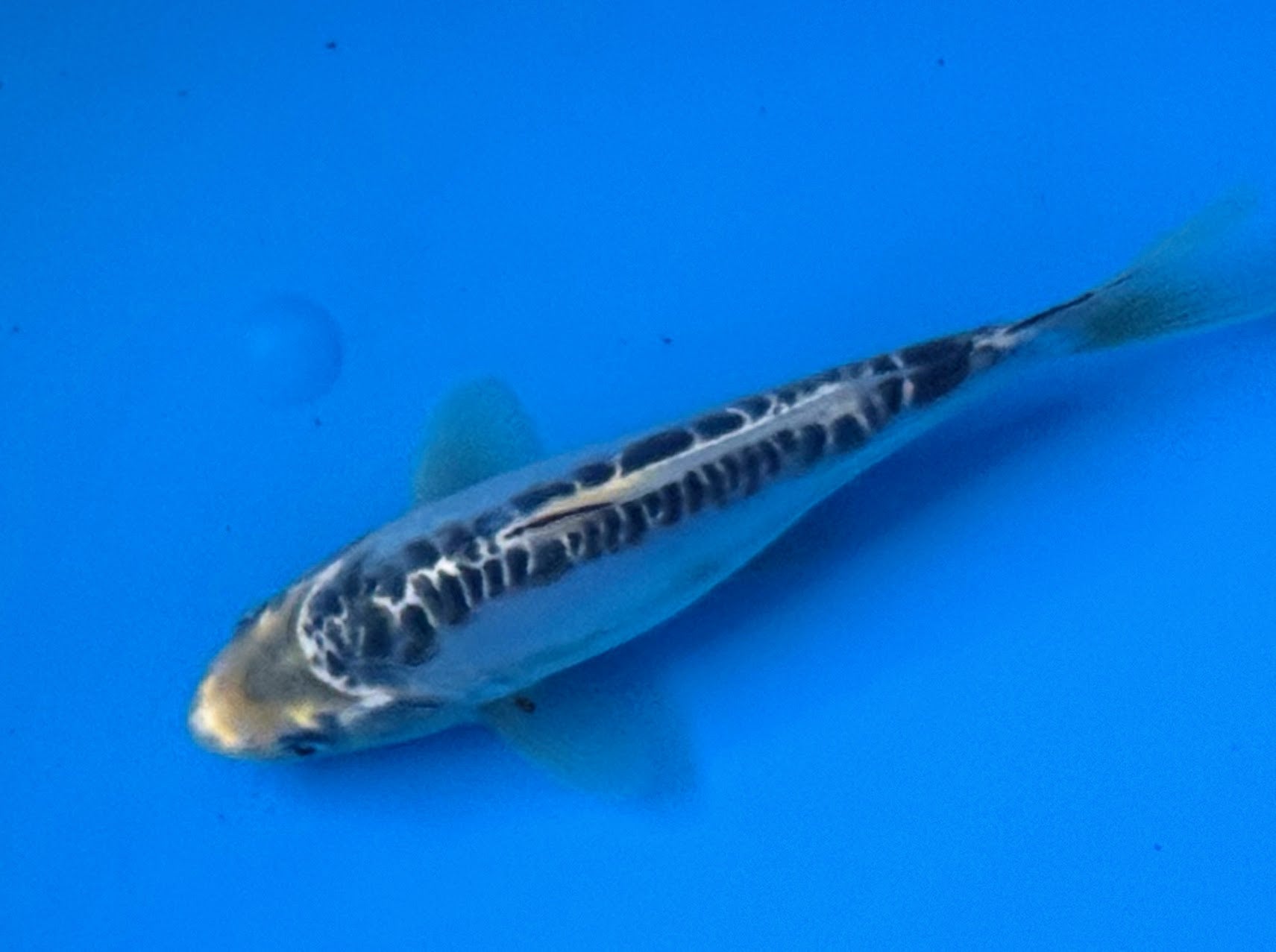 10" Ki Utsuri / Kumonryu Standard Fin Koi — Live Pond Fish [Premium Grade]