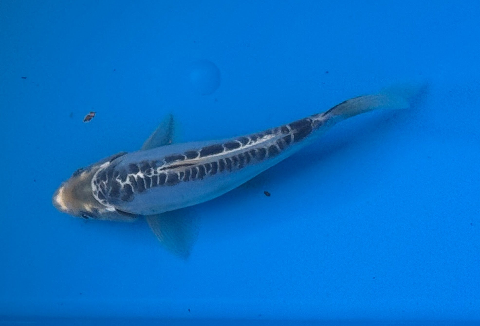 10" Ki Utsuri / Kumonryu Standard Fin Koi — Live Pond Fish [Premium Grade]