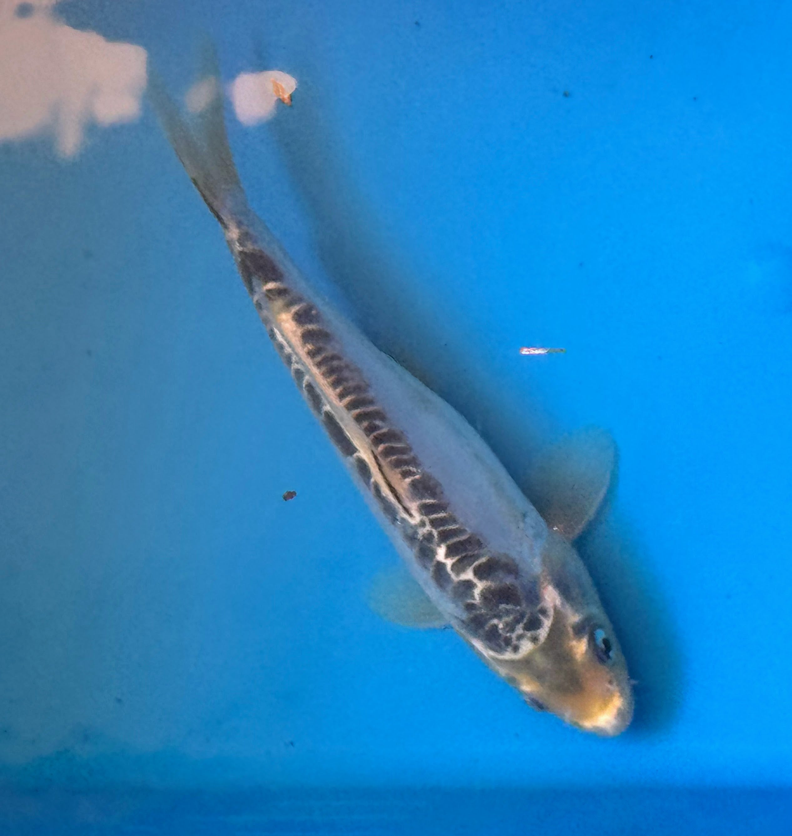 10" Ki Utsuri / Kumonryu Standard Fin Koi — Live Pond Fish [Premium Grade]