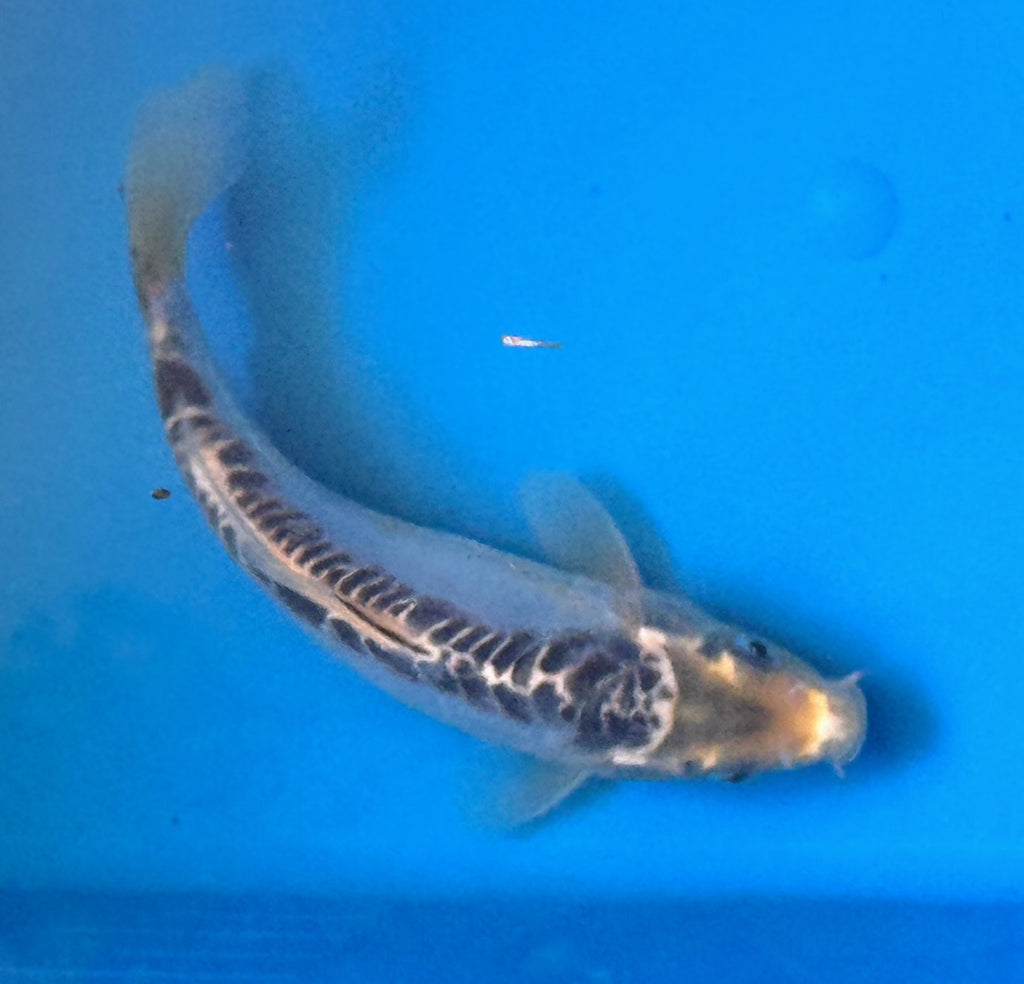 10" Ki Utsuri / Kumonryu Standard Fin Koi — Live Pond Fish [Premium Grade]