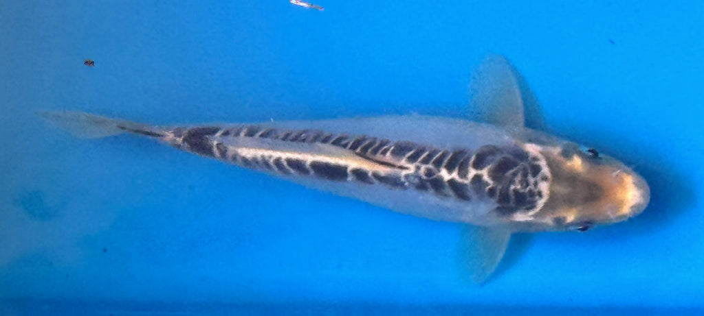 10" Ki Utsuri / Kumonryu Standard Fin Koi — Live Pond Fish [Premium Grade]