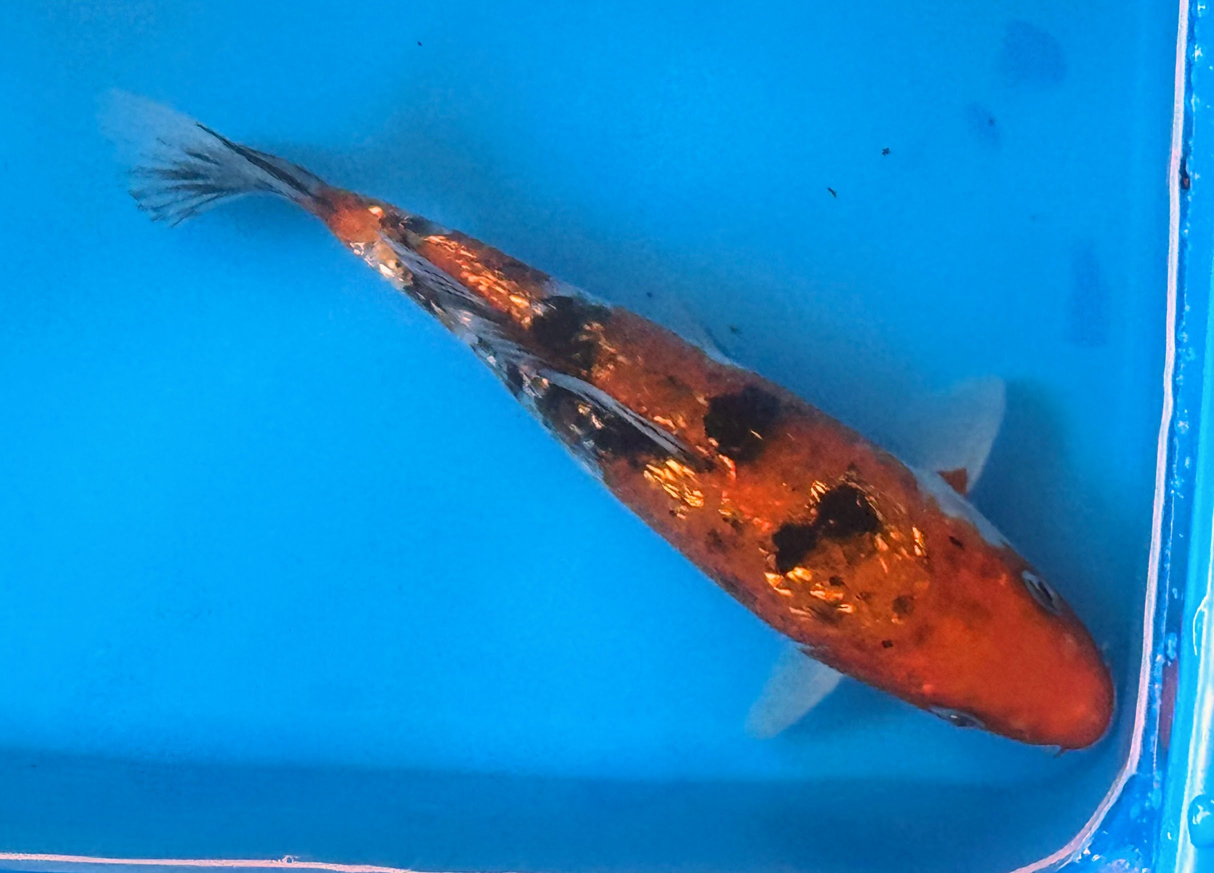 10" Doitsu Hi Utsuri / Kin Ki Utsuri Standard Fin Koi — Live Pond Fish [Premium Grade]