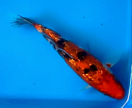 10" Doitsu Hi Utsuri / Kin Ki Utsuri Standard Fin Koi — Live Pond Fish [Premium Grade]