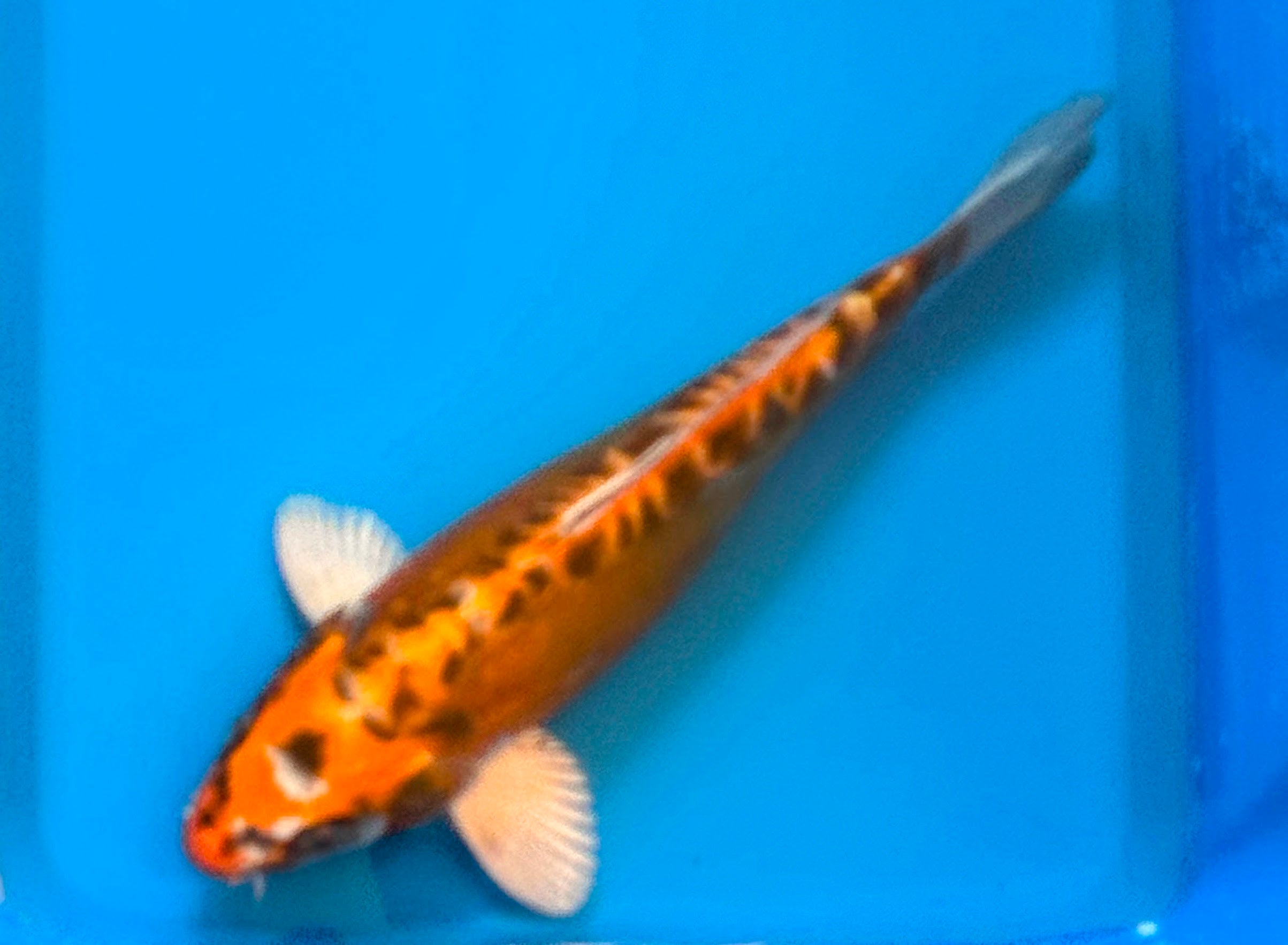 11" Ki Utsuri Standard Fin Koi — Live Pond Fish [Premium Grade]